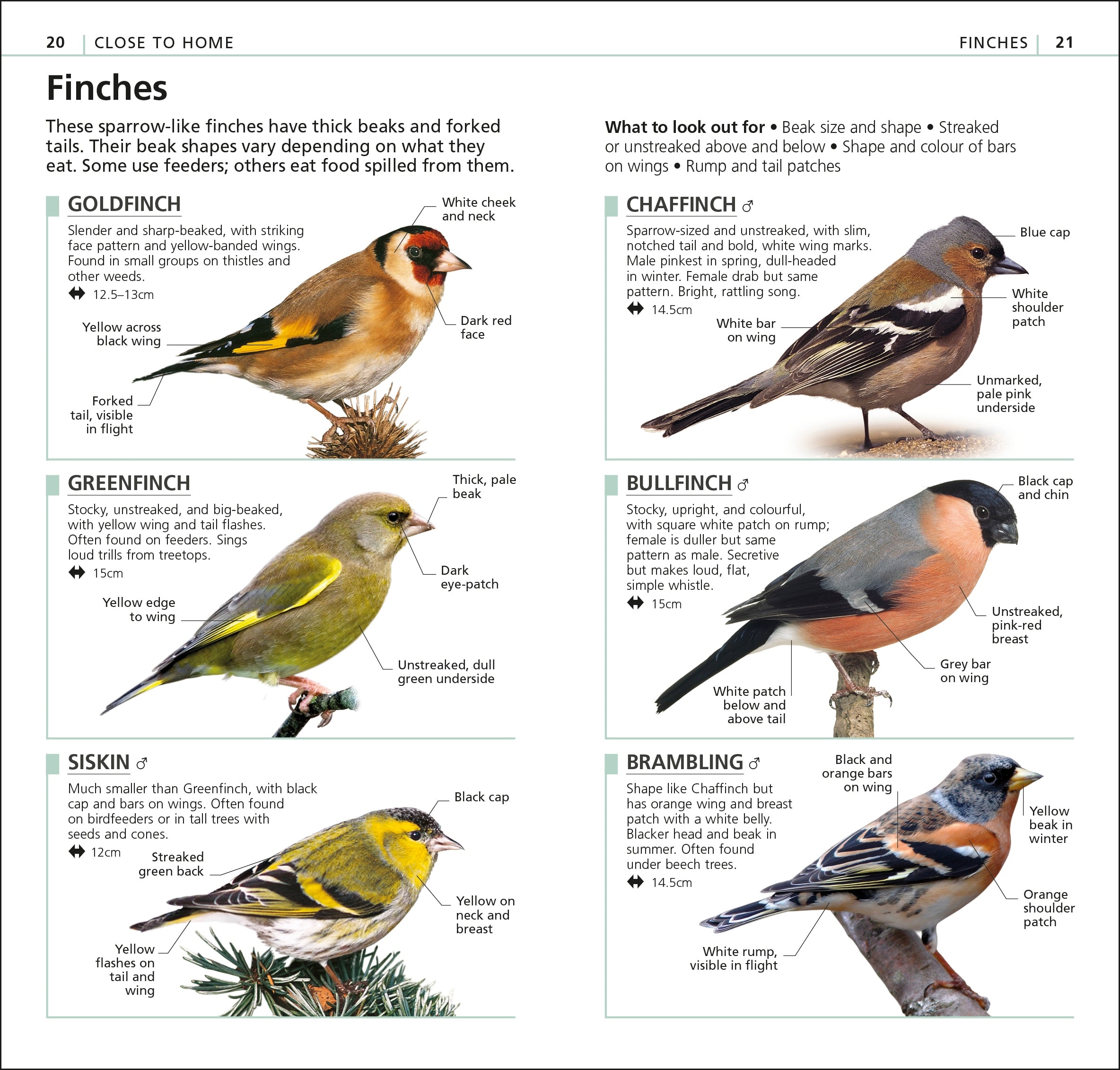 RSPB What's that Bird?