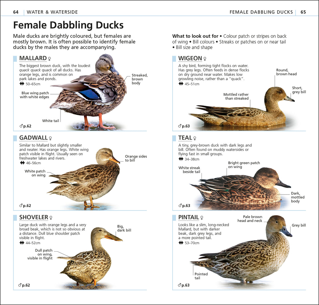 RSPB What's that Bird?