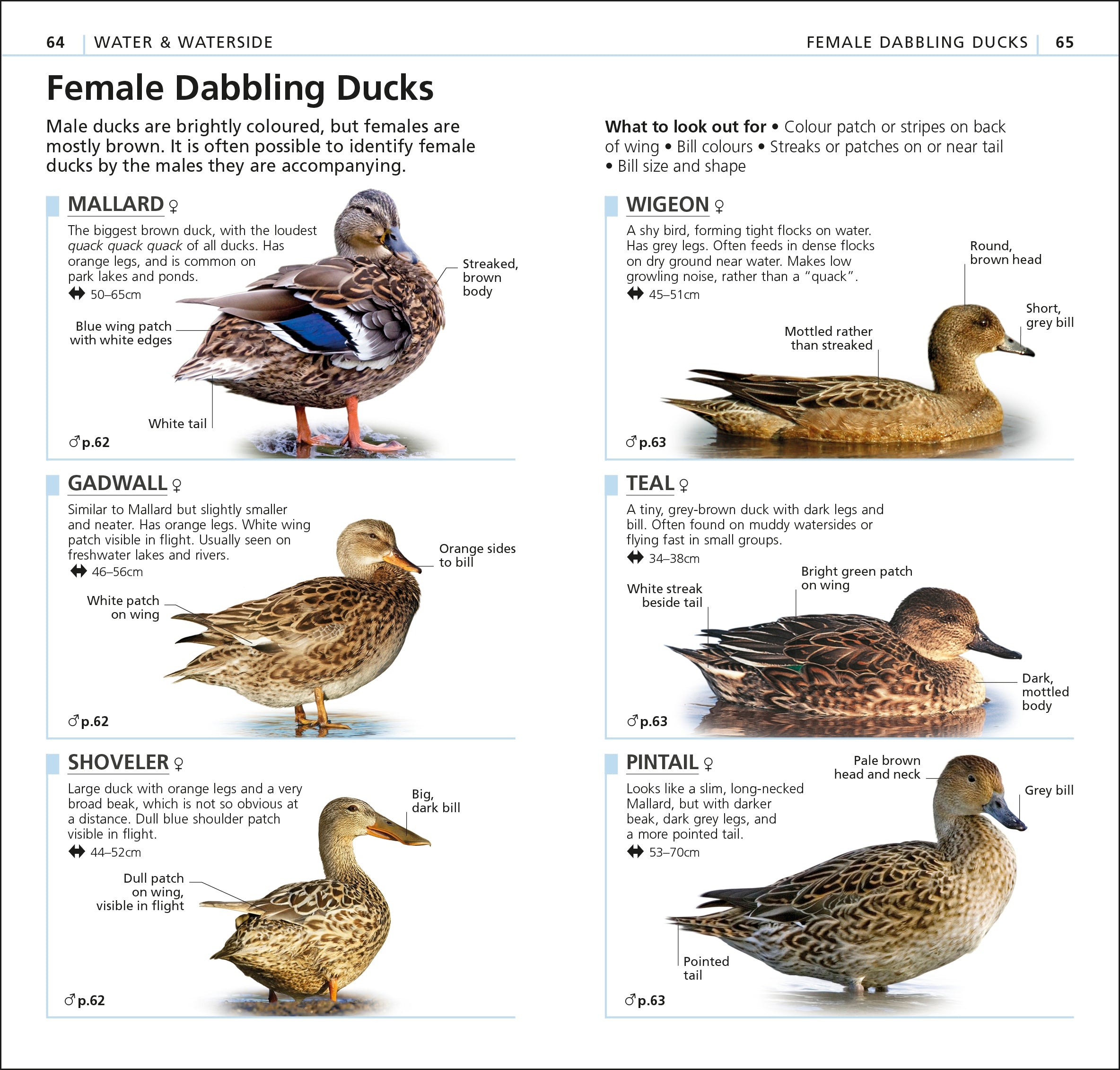 RSPB What's that Bird?