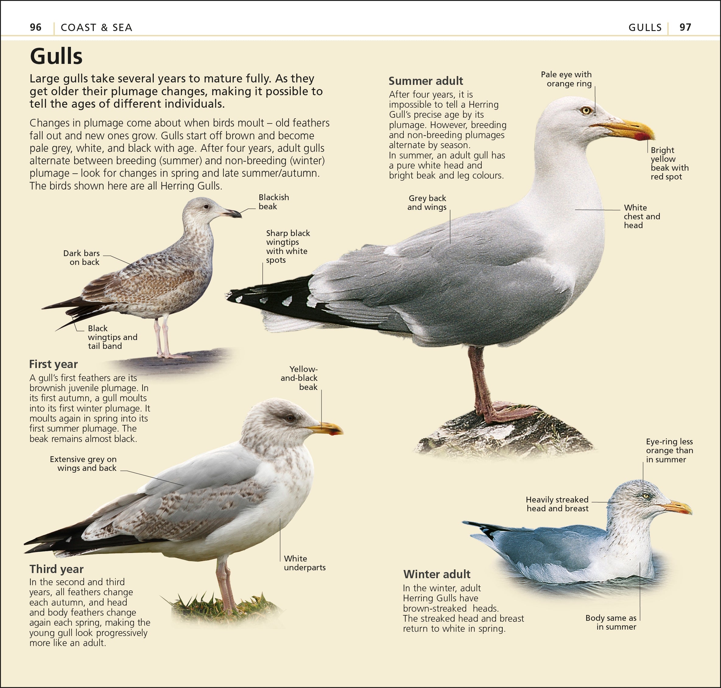 RSPB What's that Bird?