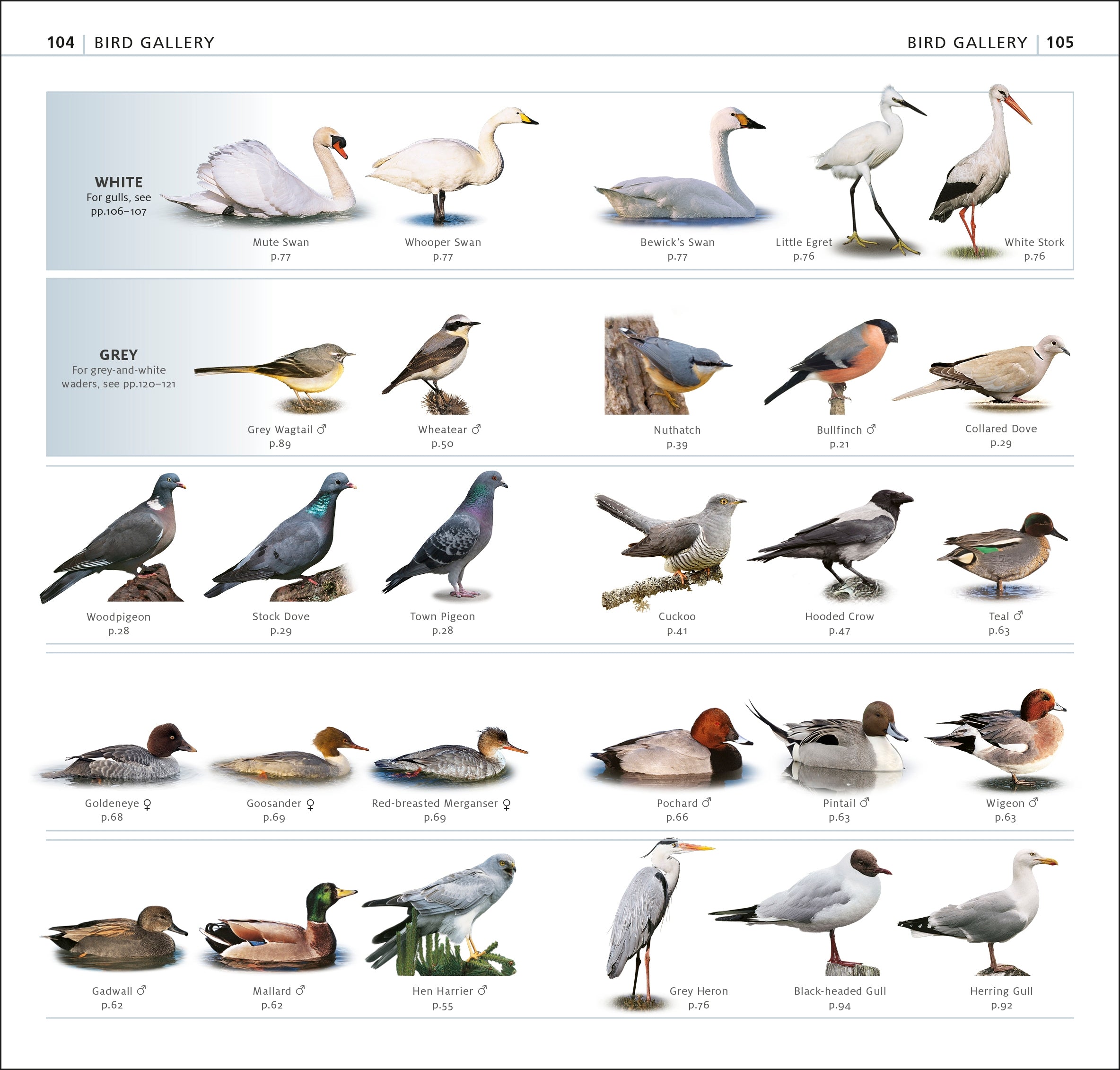 RSPB What's that Bird?