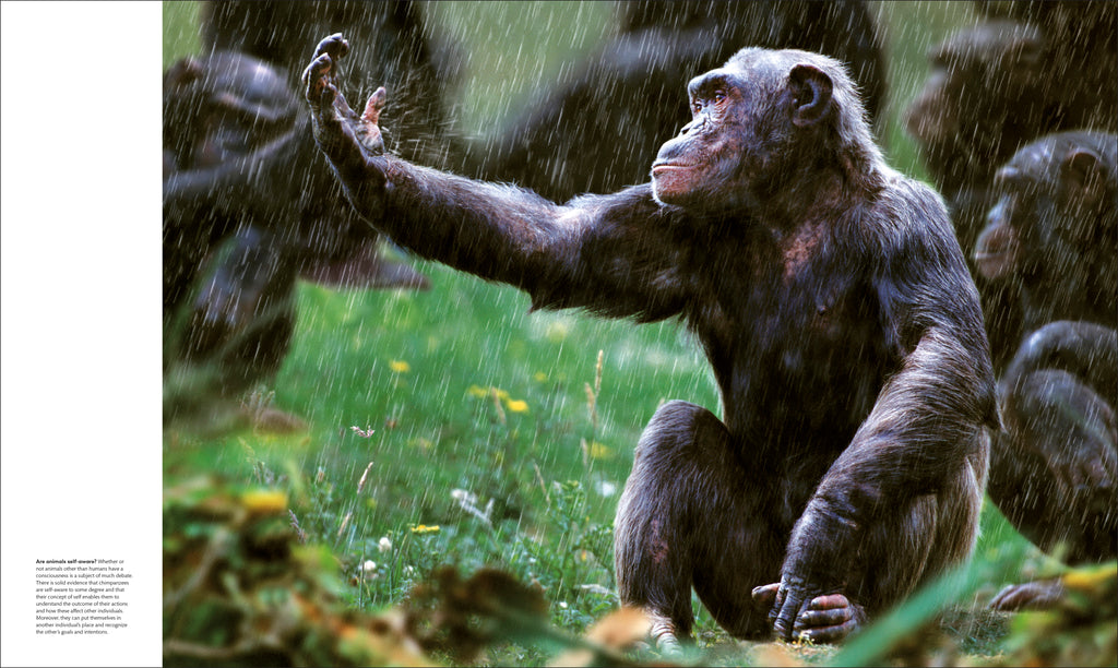 Animal Behaviour