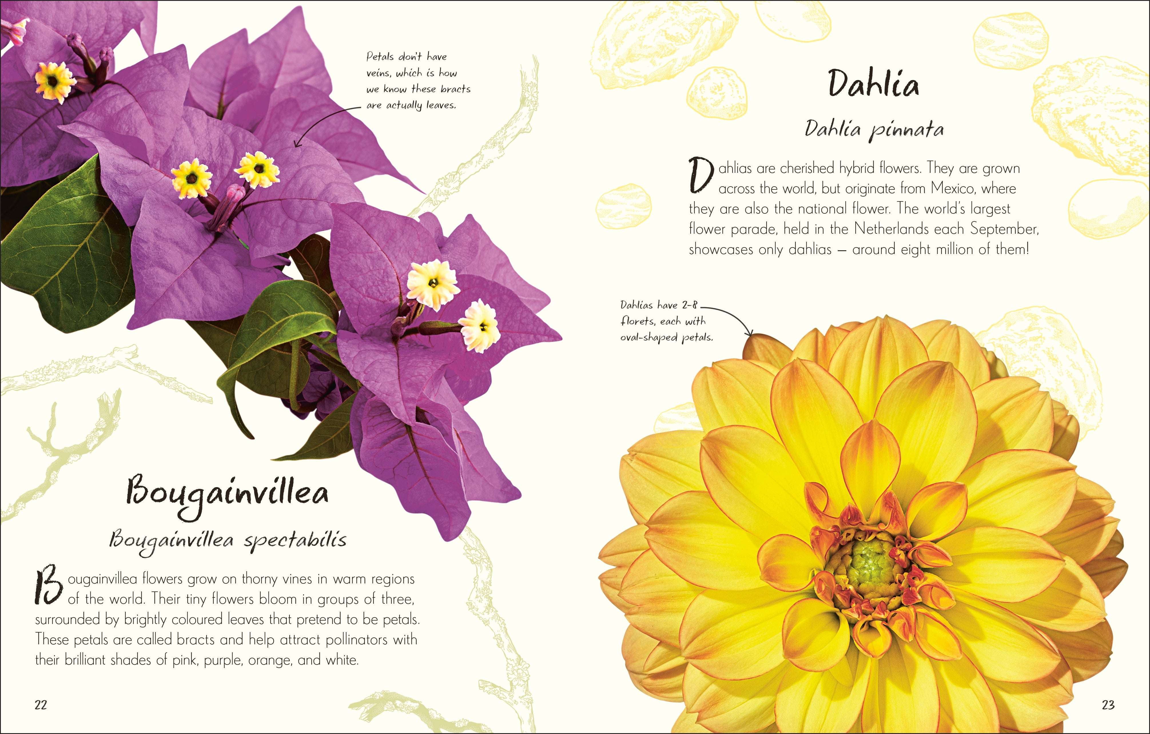An Anthology of Flowers – DK