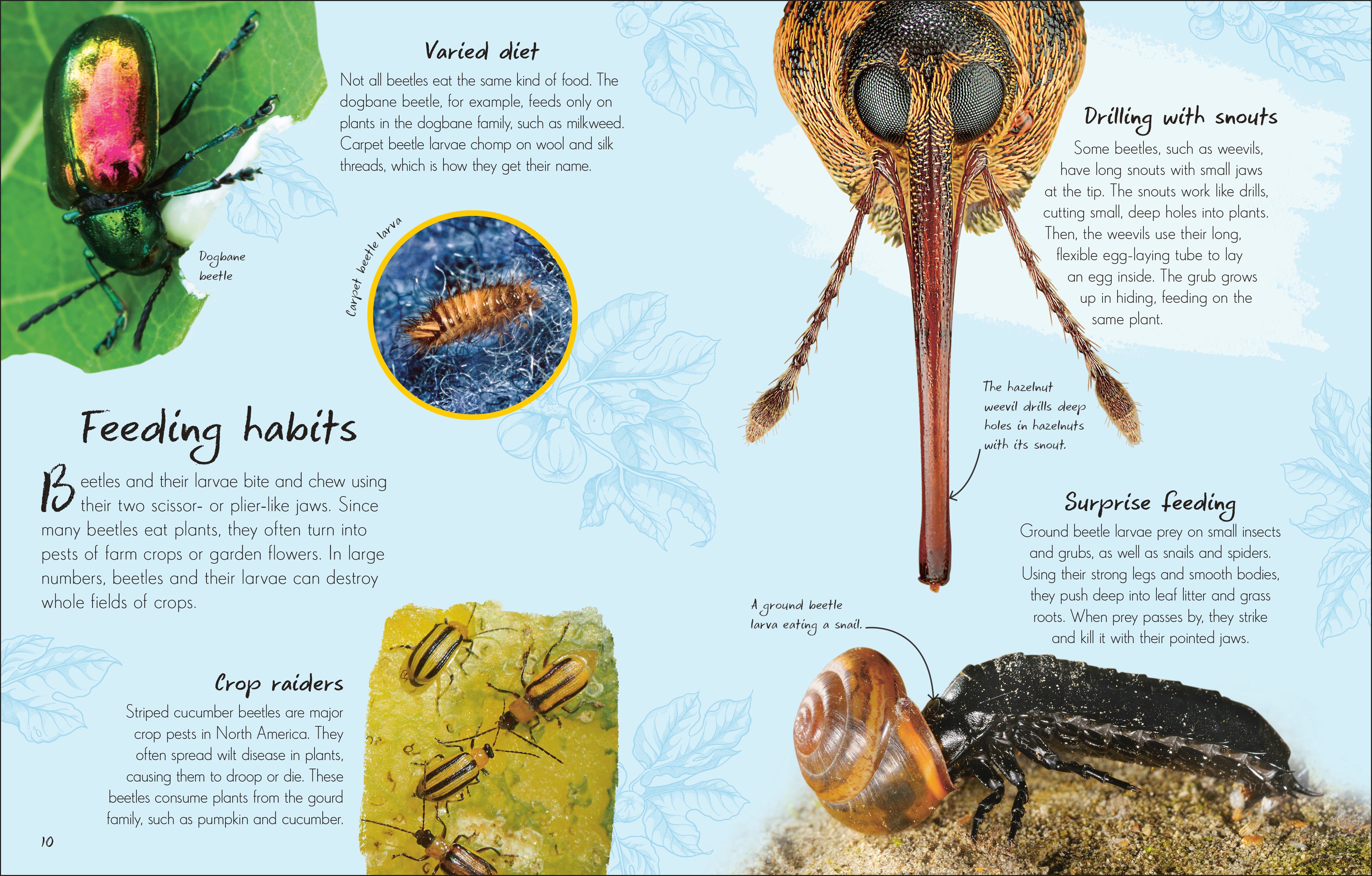 An Anthology of Beetles – DK