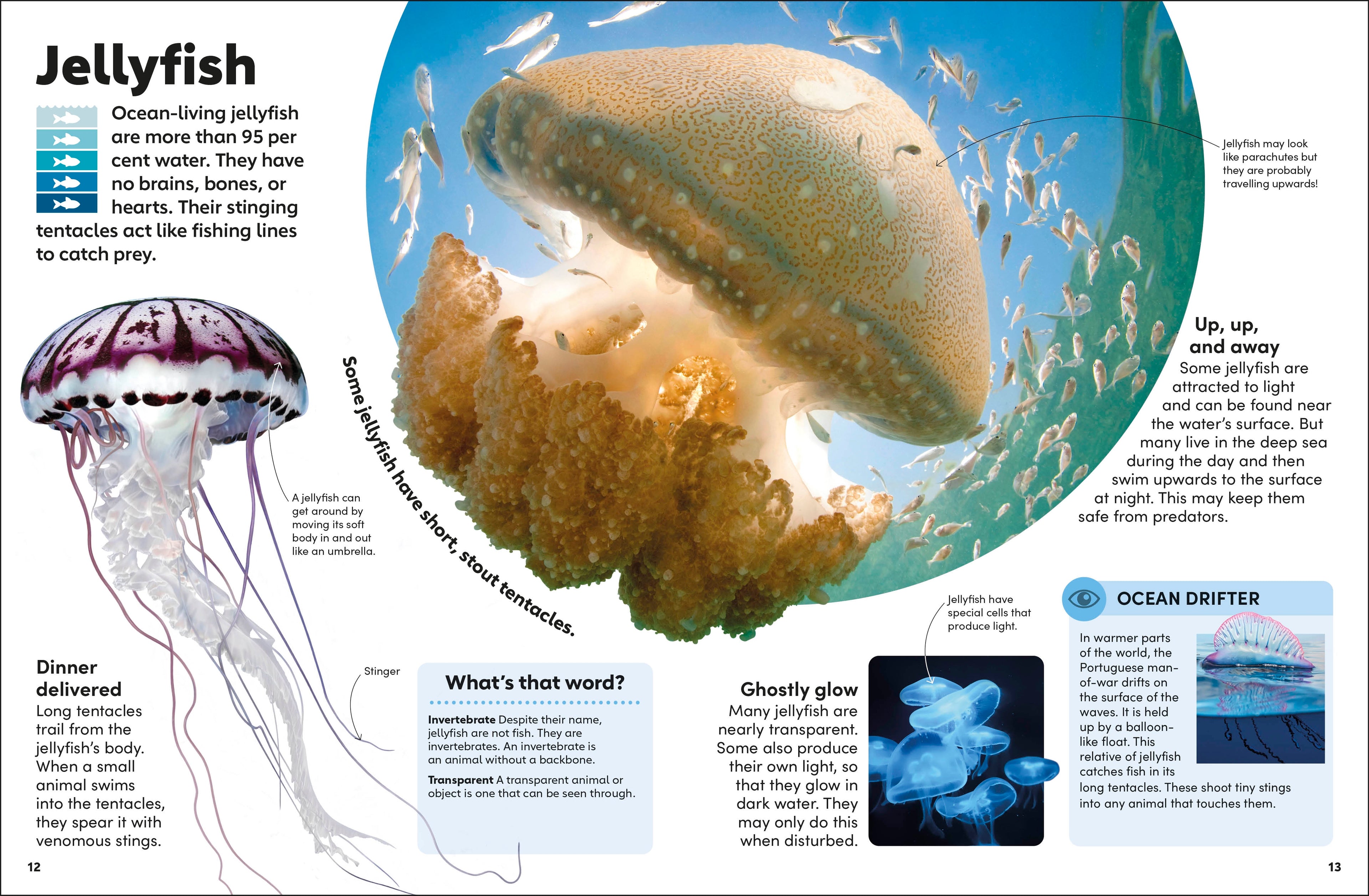 Eyewonder Oceans
