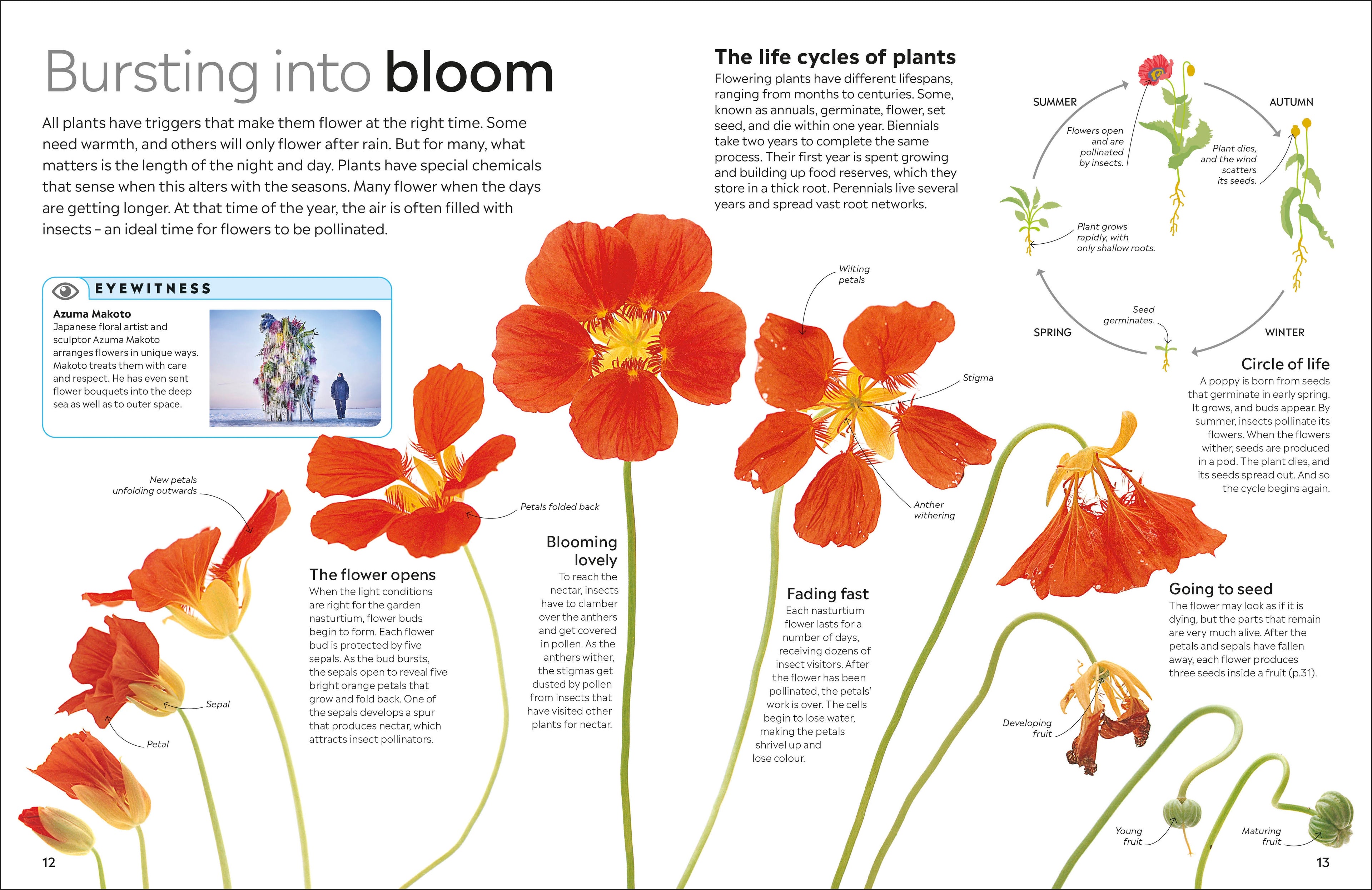 the seeds of flowering plants are encased in Eyewitness Plant – DK
