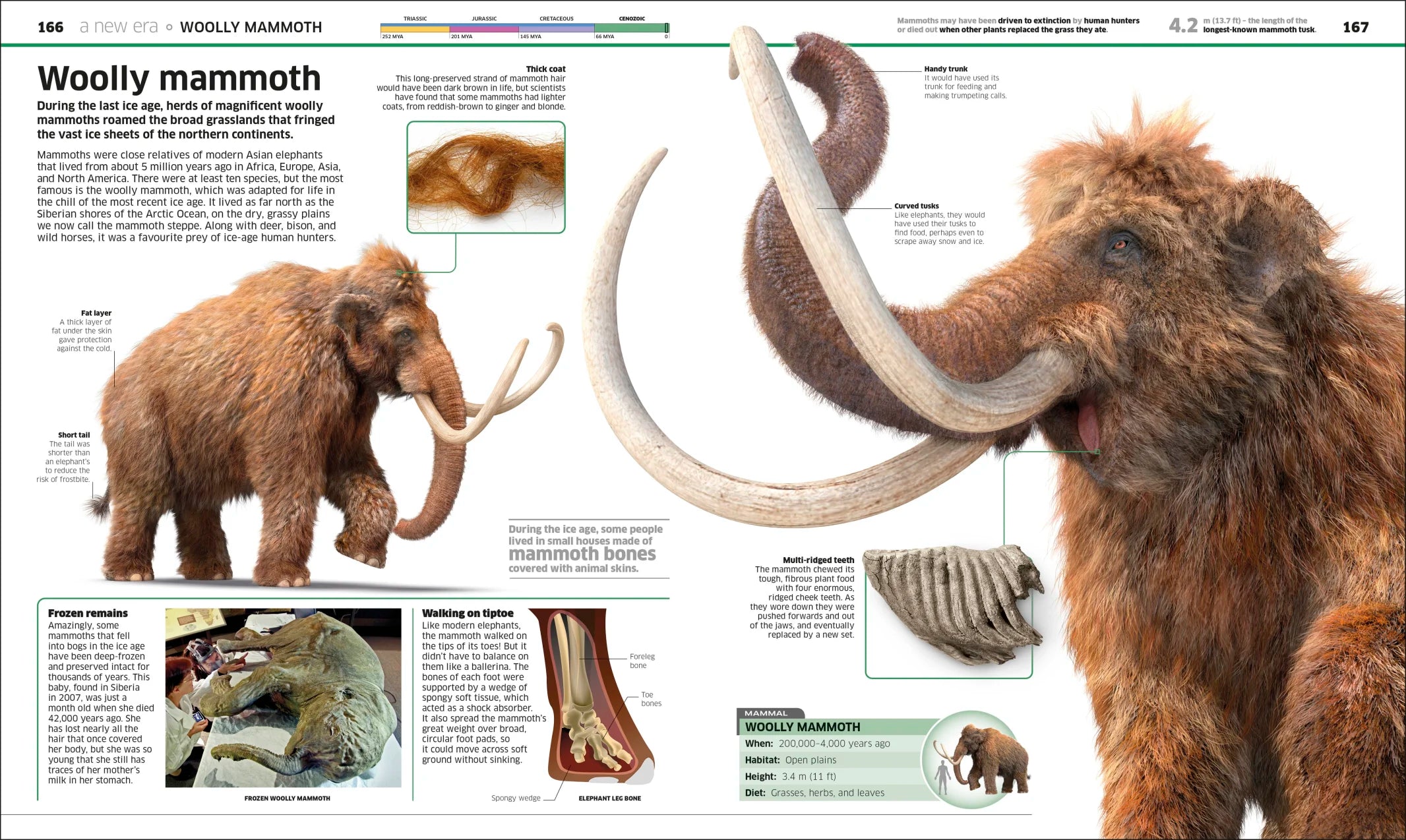 Knowledge Encyclopedia Dinosaur