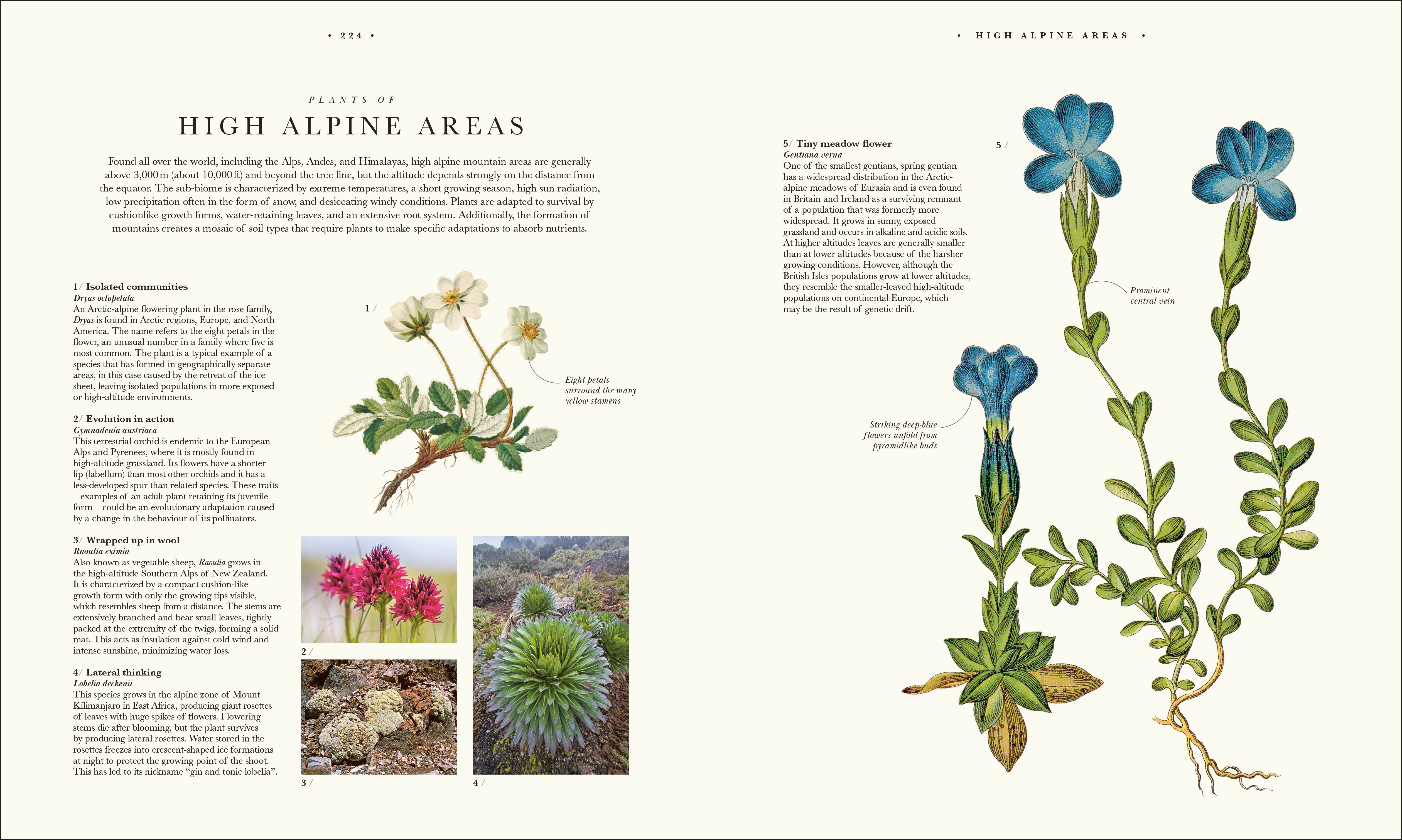 Atlas of Botany – DK