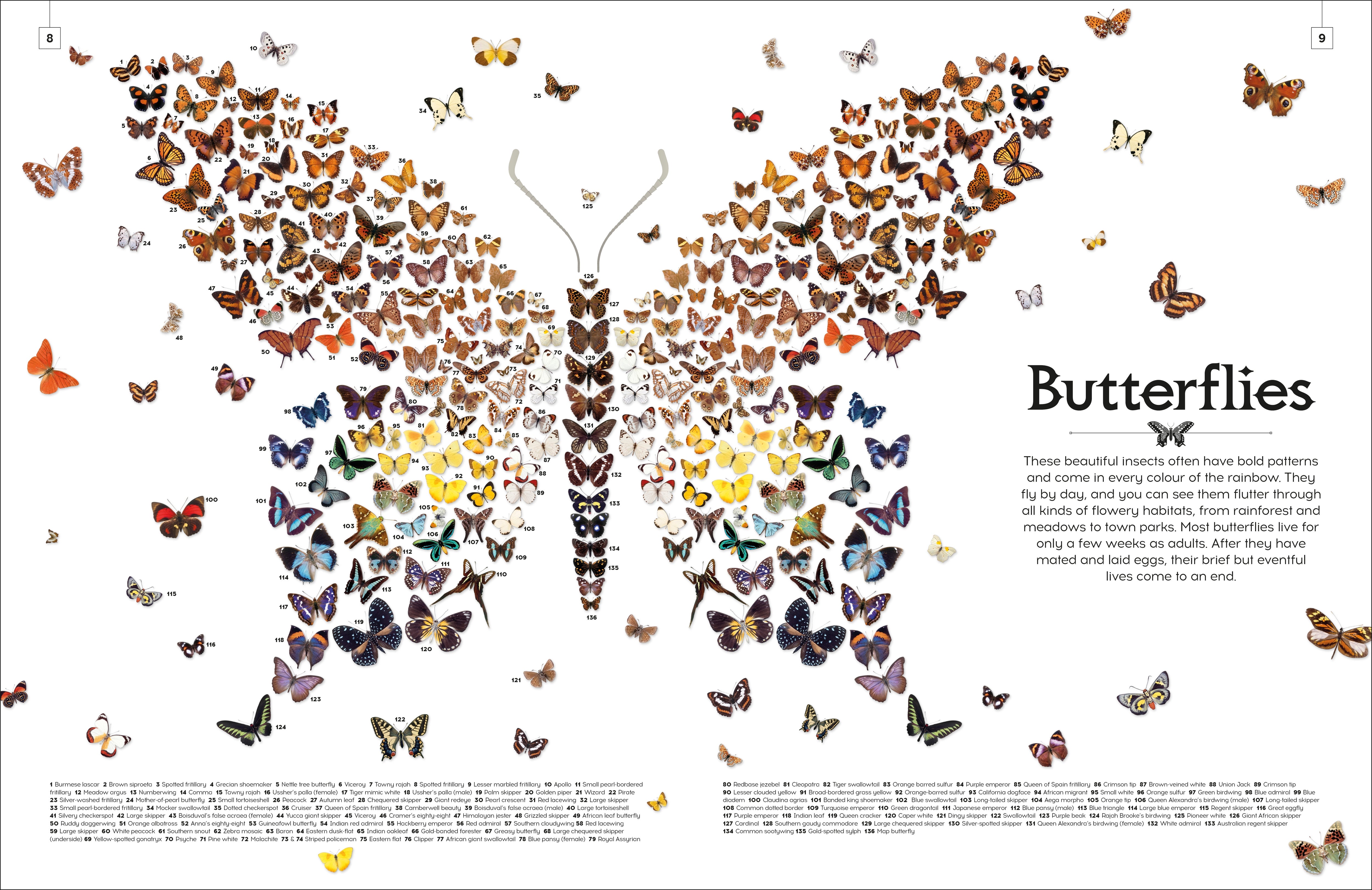 Shapes of Nature – DK
