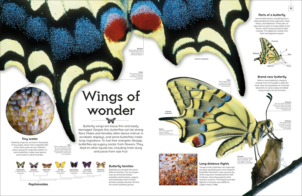 Shapes of Nature