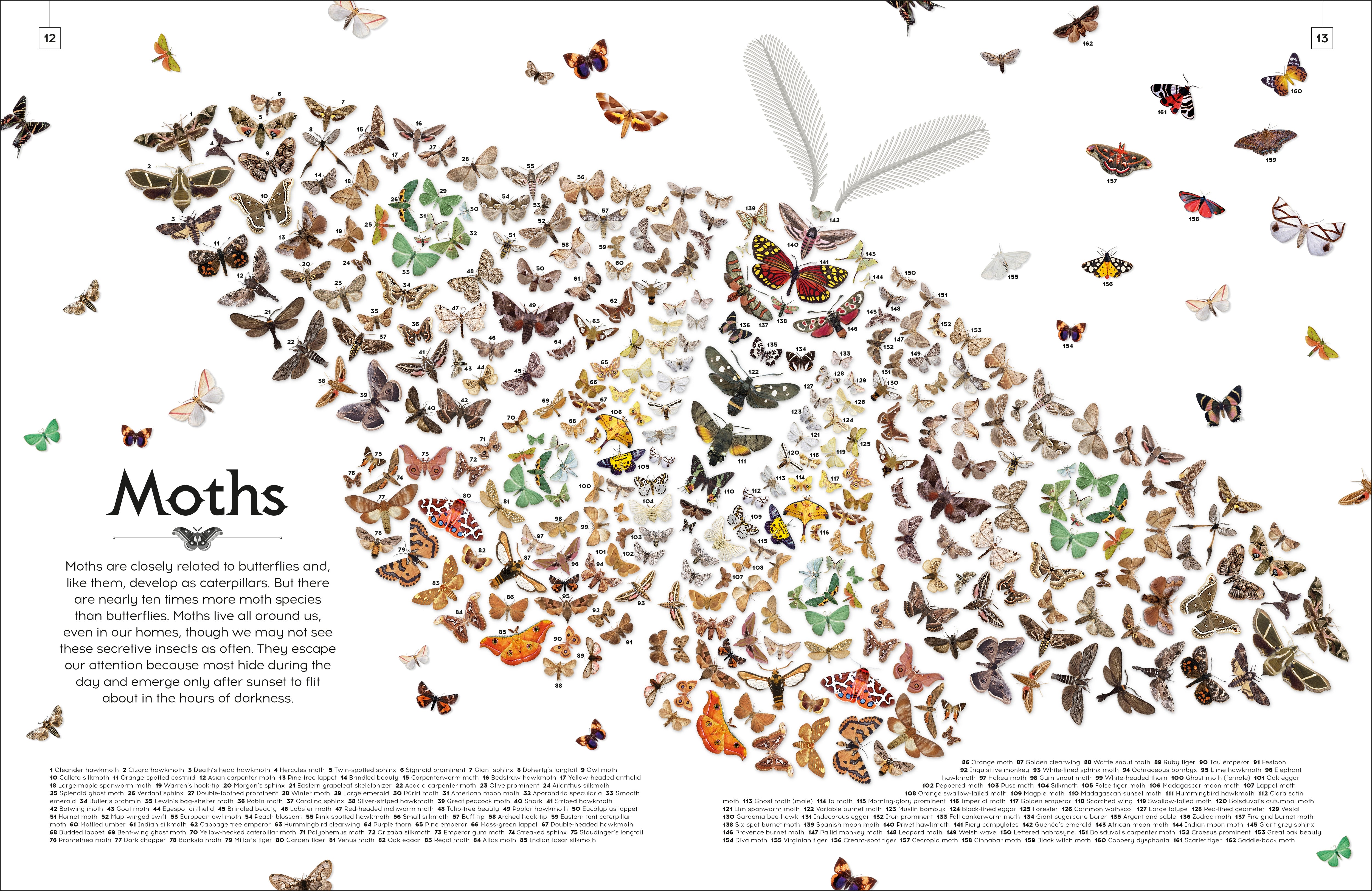 Shapes of Nature – DK