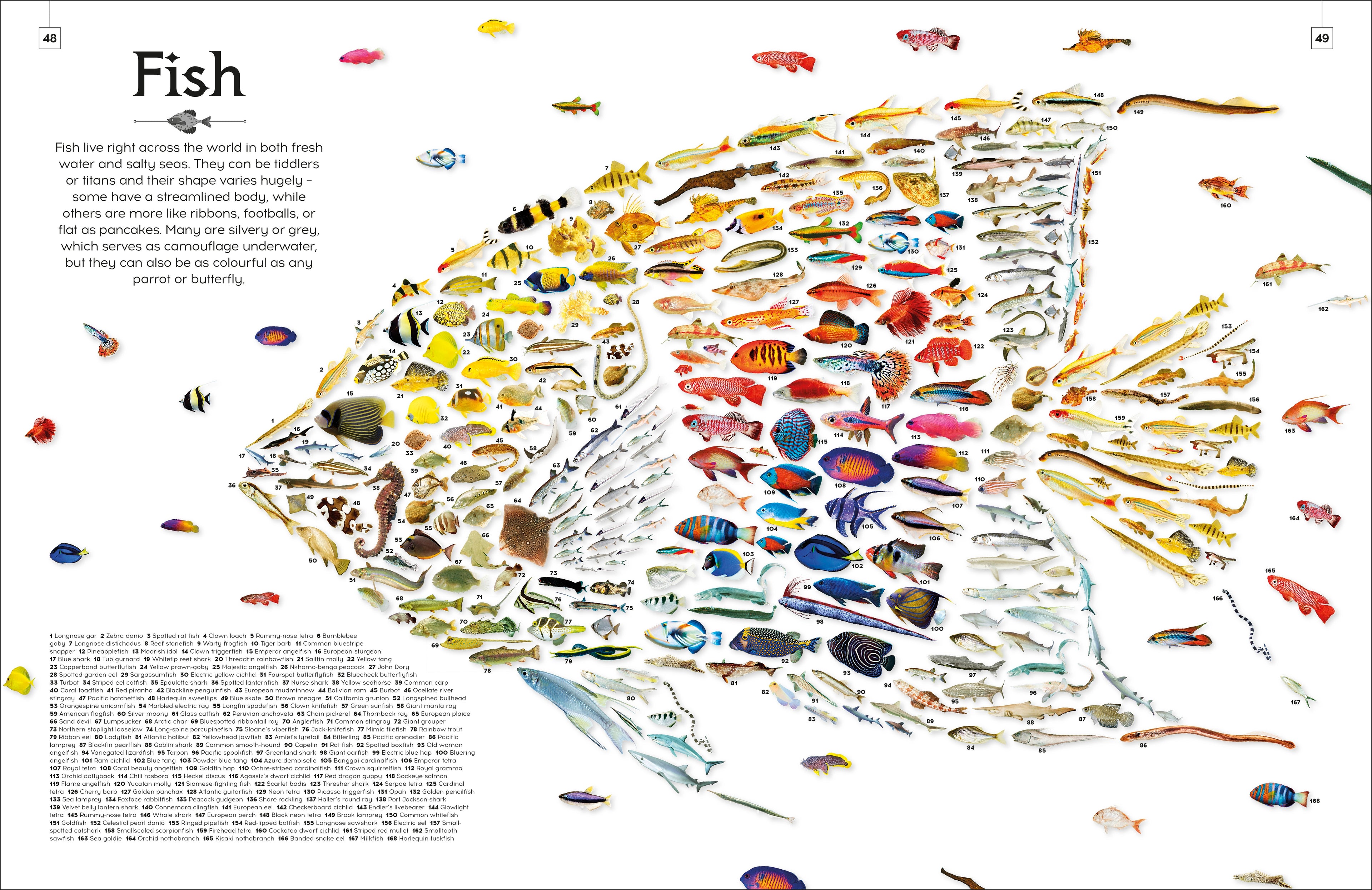 Shapes of Nature