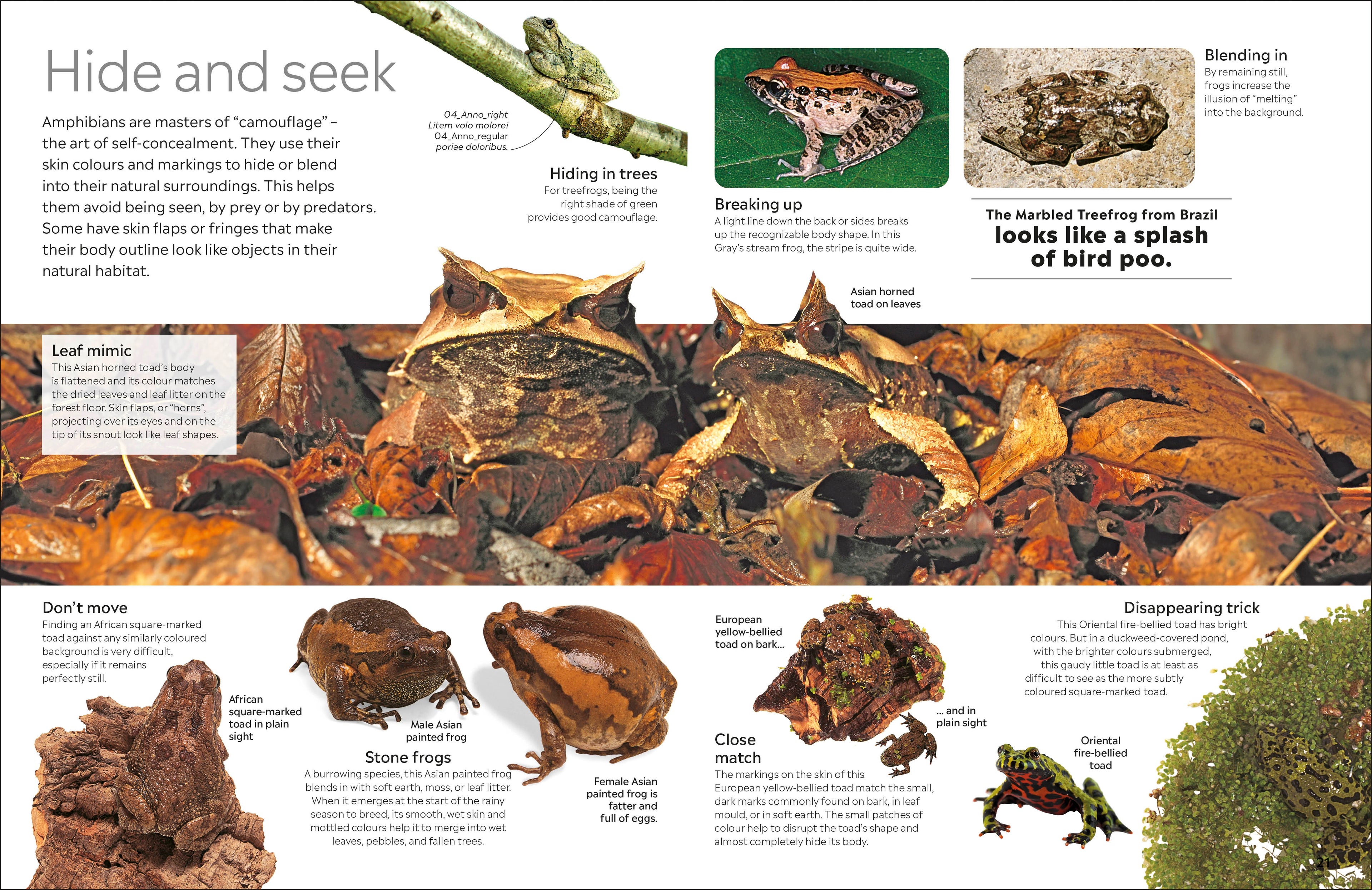 Eyewitness Amphibian