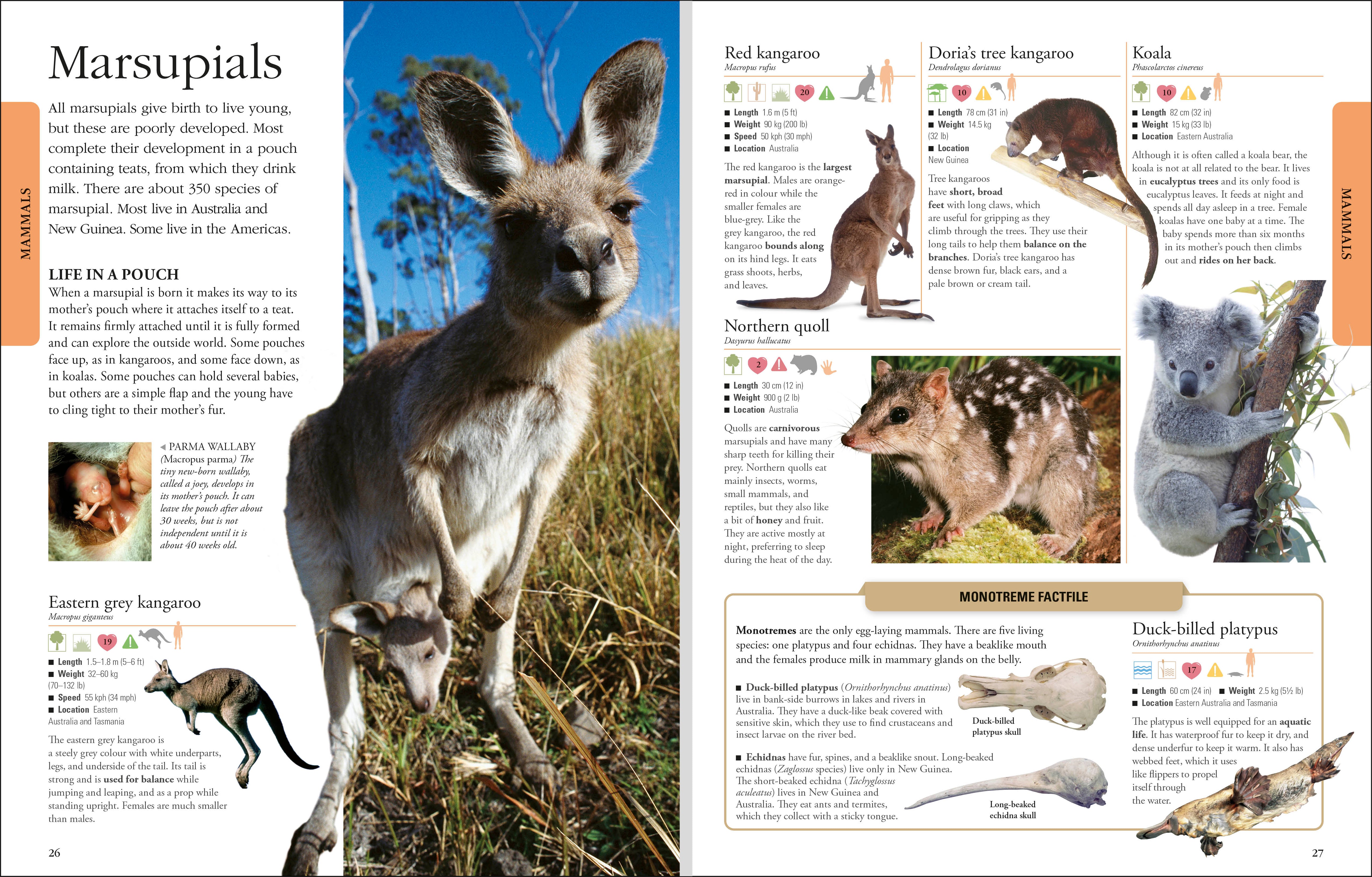 Animals – DK