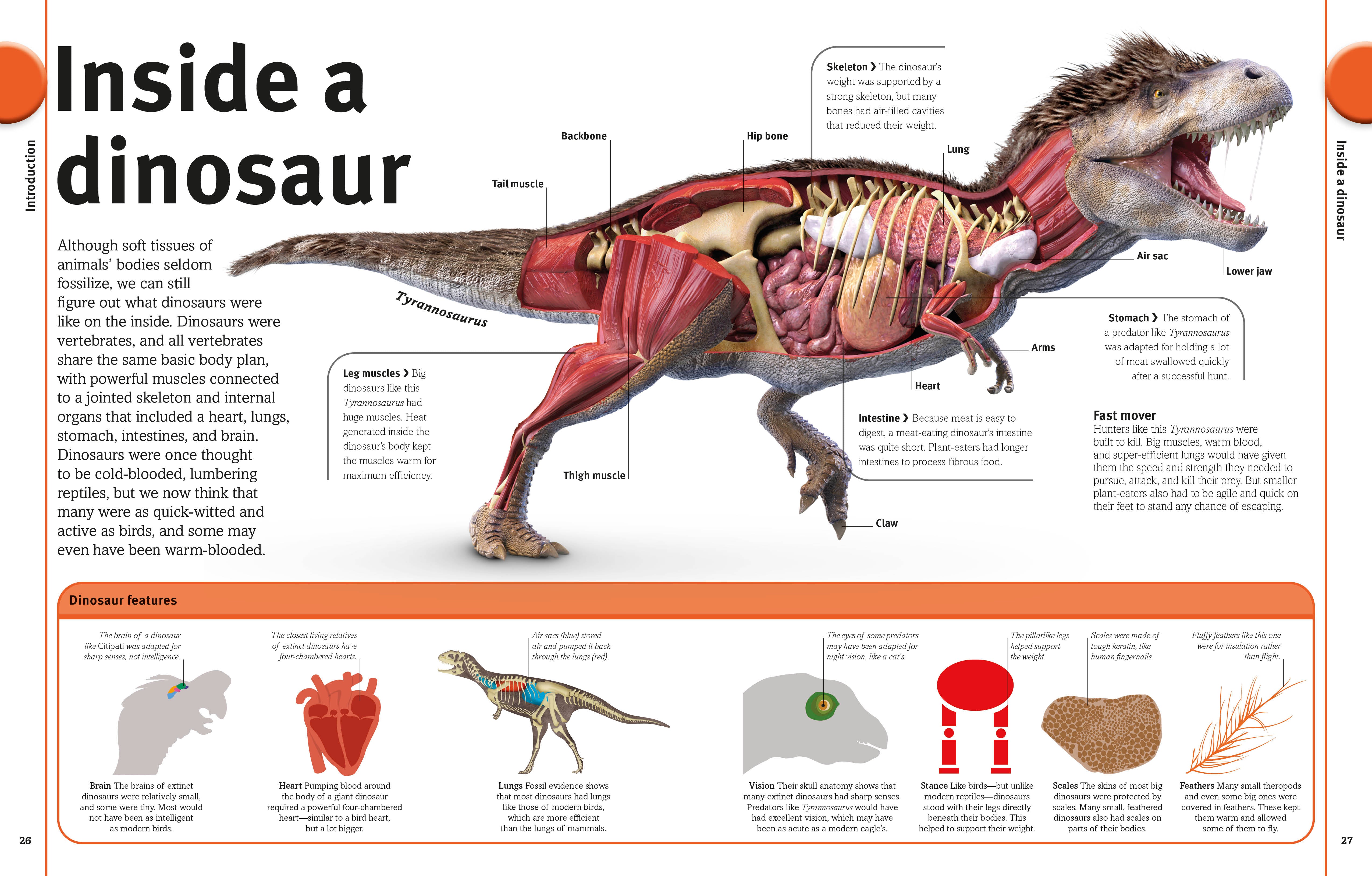 The Dinosaur Book – DK