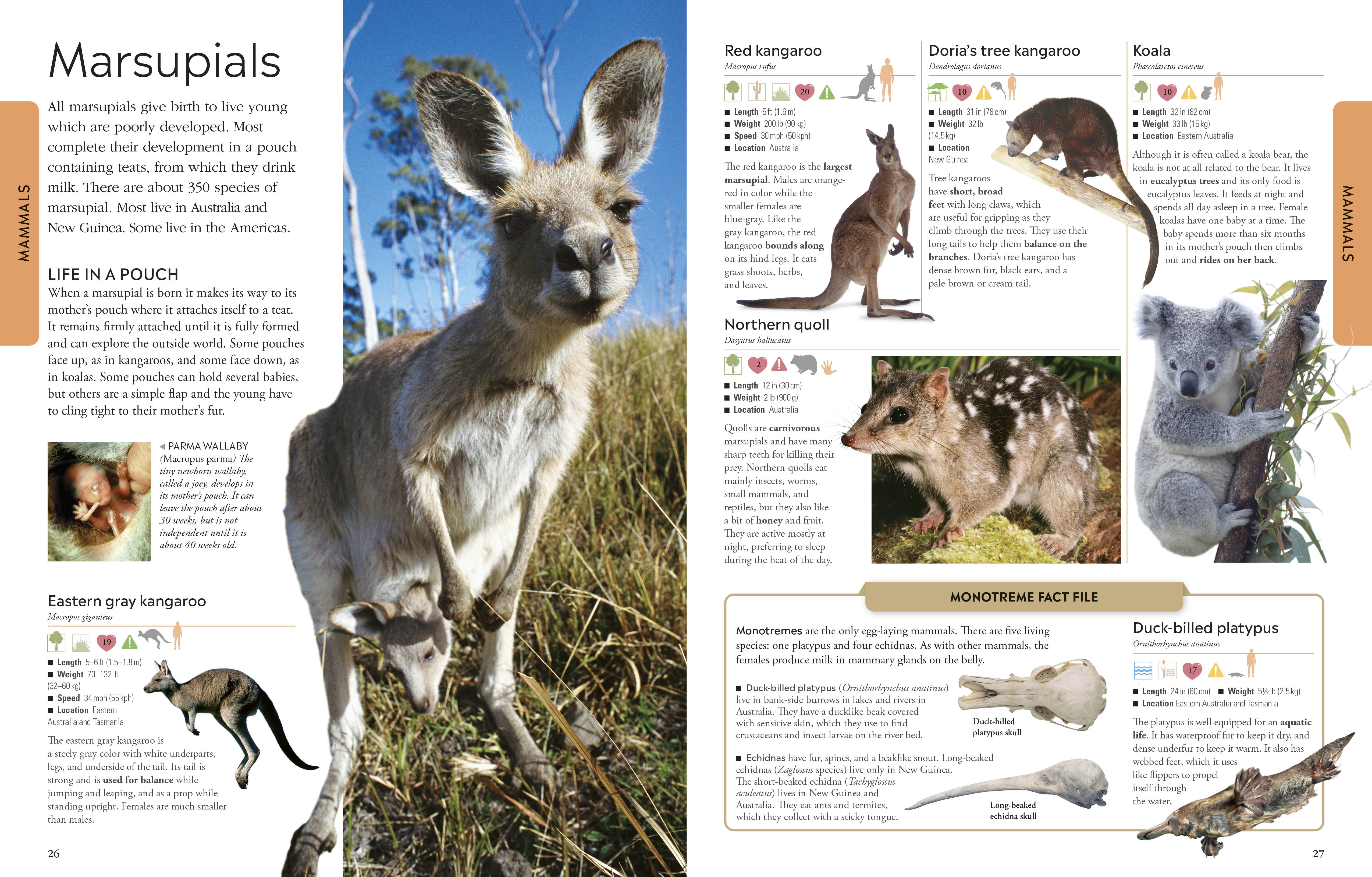 Animals – DK