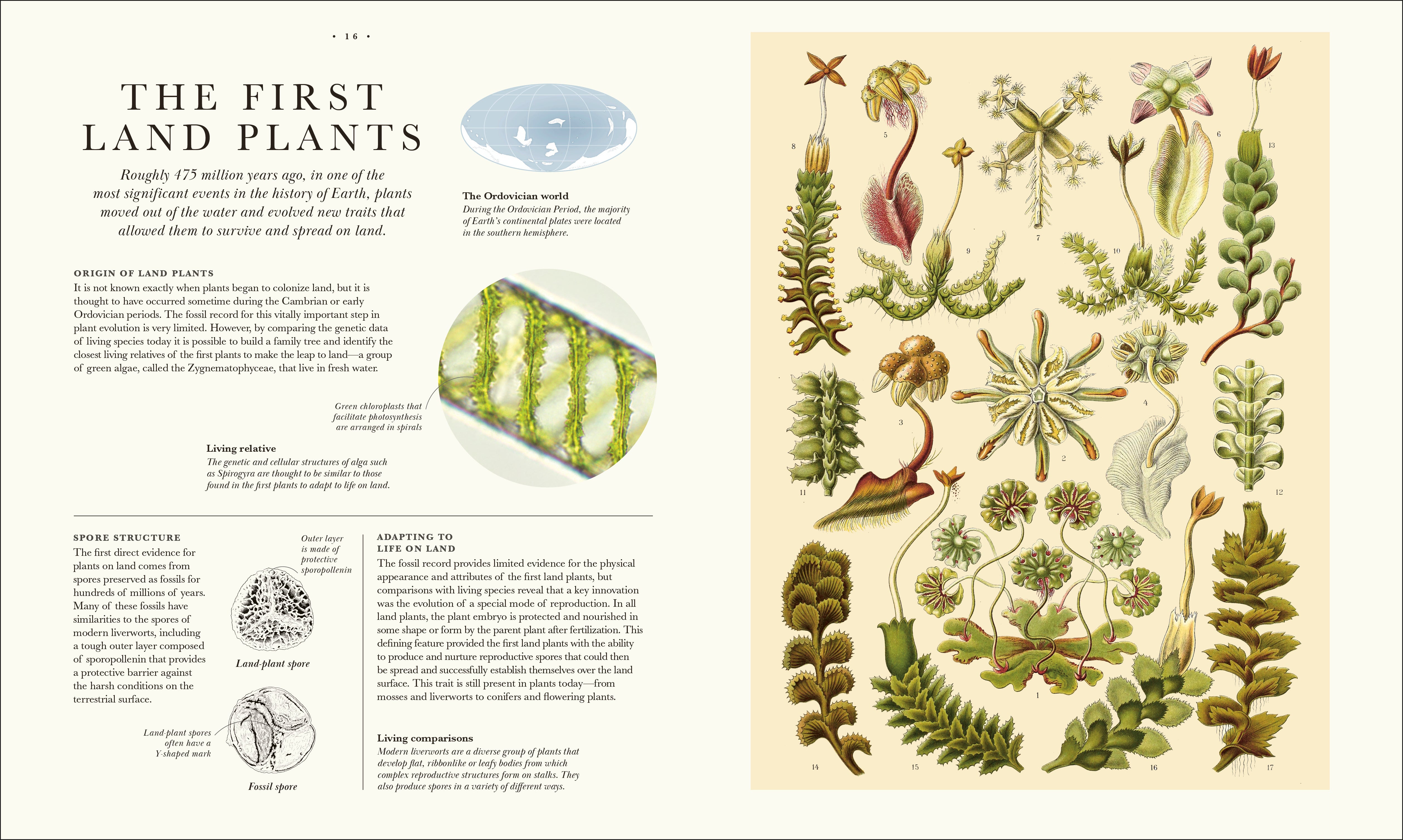 Bilder-Atlas des Pflanzenreichs植物界絵図アトラス Atlas of Botany – DK