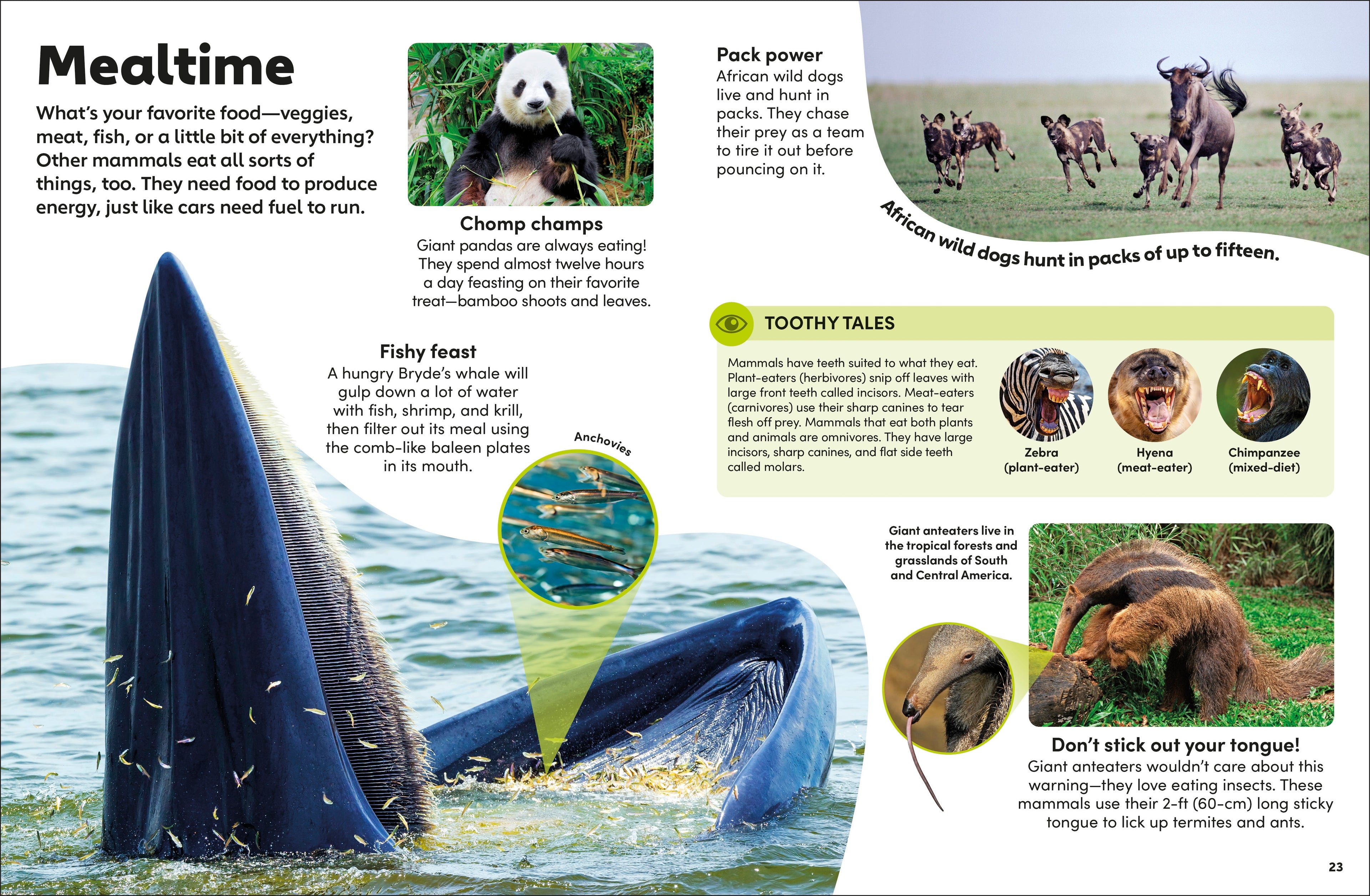 Eyewonder Mammals