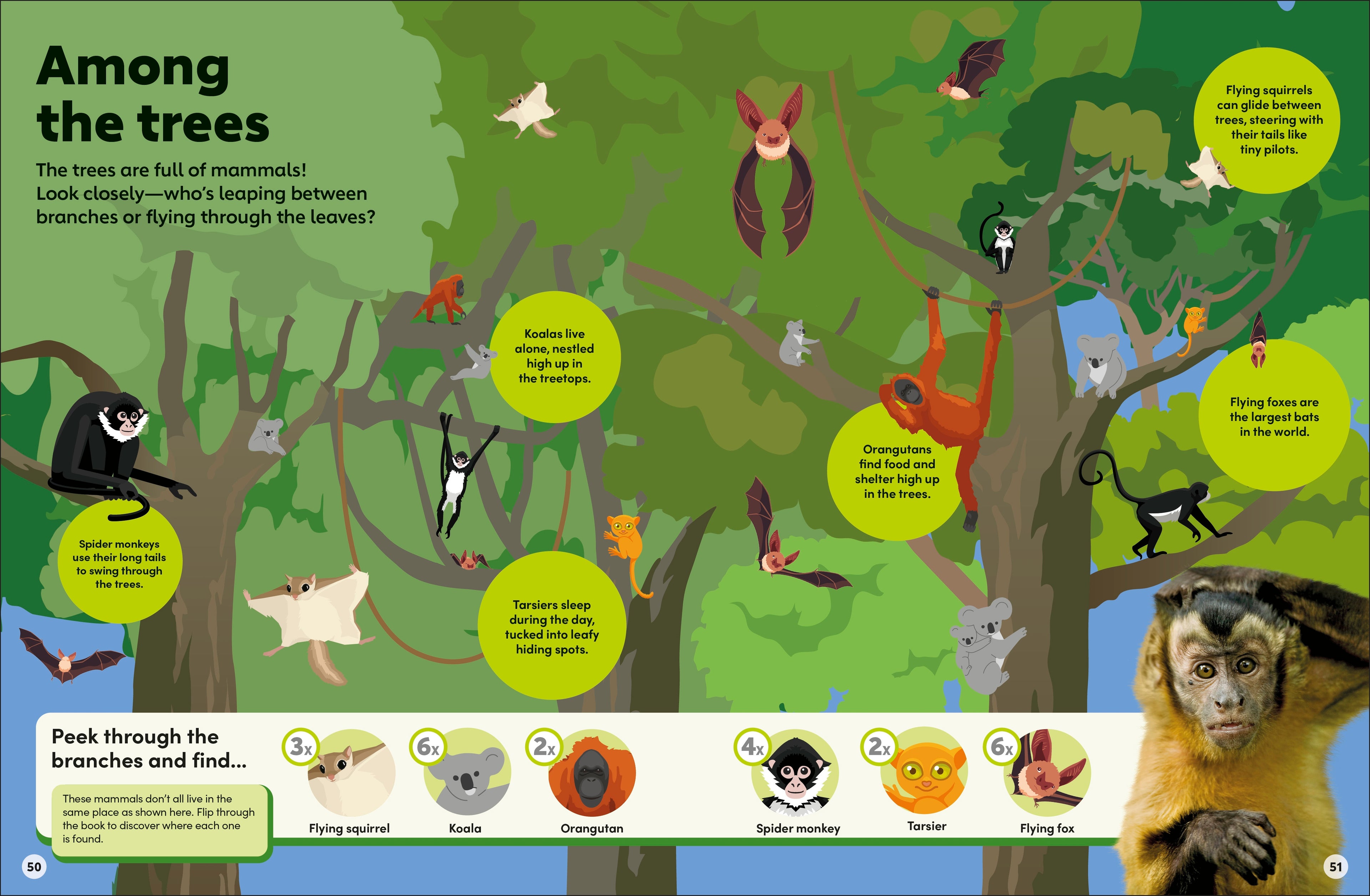Eyewonder Mammals