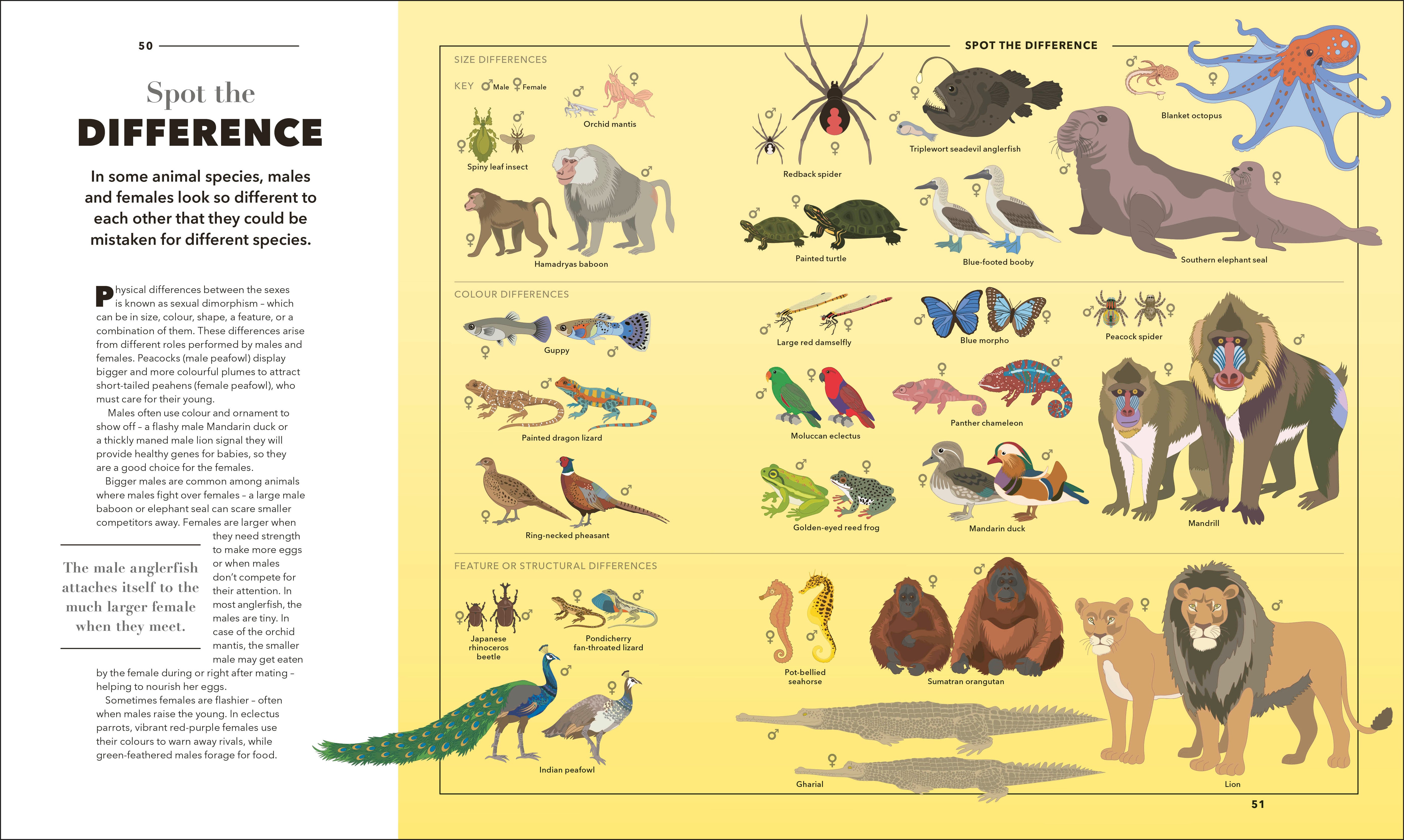 Animals A Visual Compendium – DK