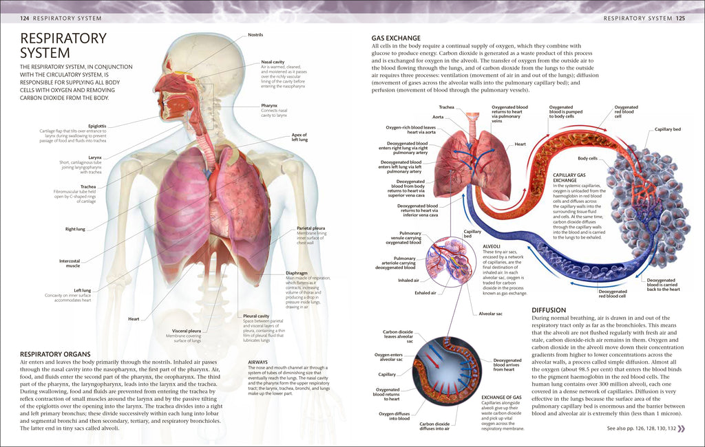 9780241664537-The Human Body Colouring Book-Flexibound-Spread Image (PRHC Design Do Not Use)-5