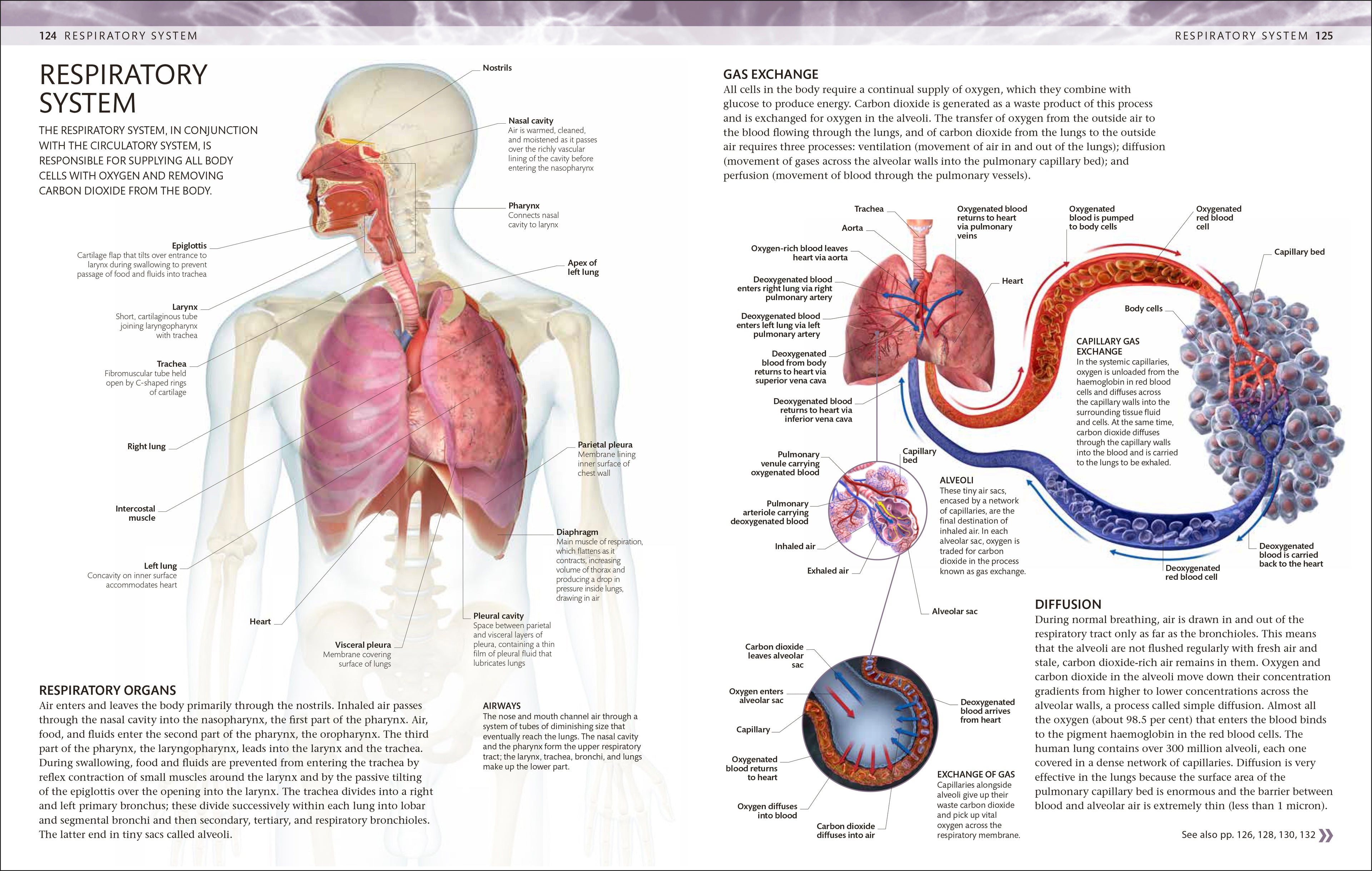9780241664537-The Human Body Colouring Book-Flexibound-Spread Image (PRHC Design Do Not Use)-5