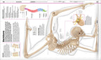 9780241286852-Knowledge Encyclopedia Human Body!-Book-Spread Image (PRHC Design Do Not Use)-9
