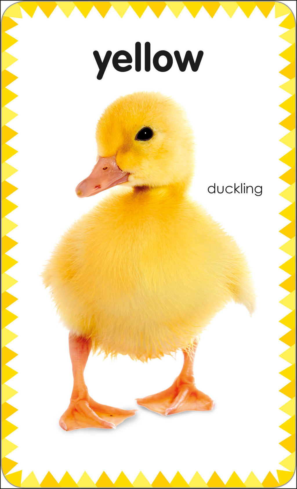 9780241287910-My First Colours & Shapes-Cards-Spread Image (PRHC Design Do Not Use)-3