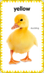 9780241287910-My First Colours & Shapes-Cards-Spread Image (PRHC Design Do Not Use)-3