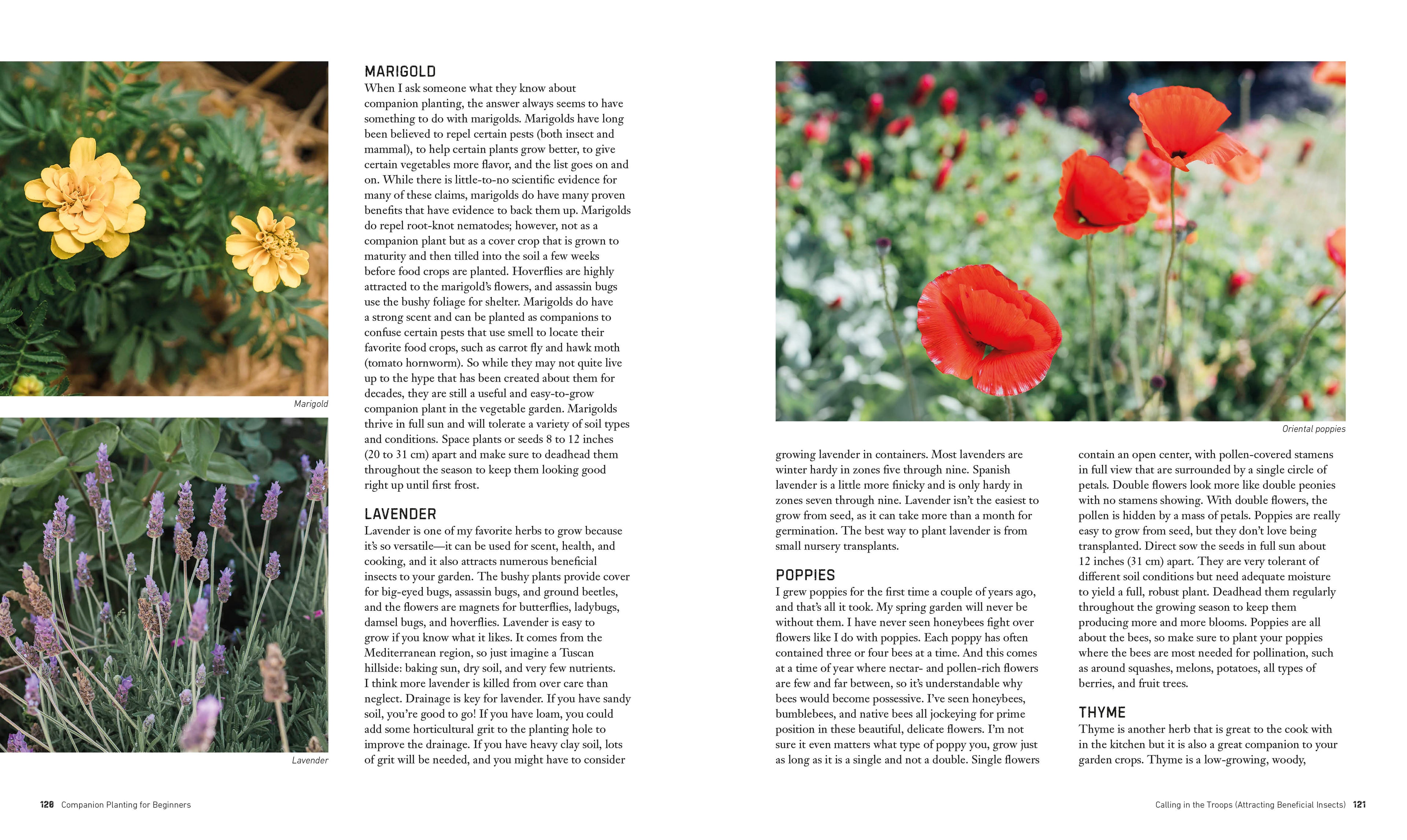 Companion Planting for Beginners-Spread, Image, (PRHC, Design, Do, Not, Use)-6
