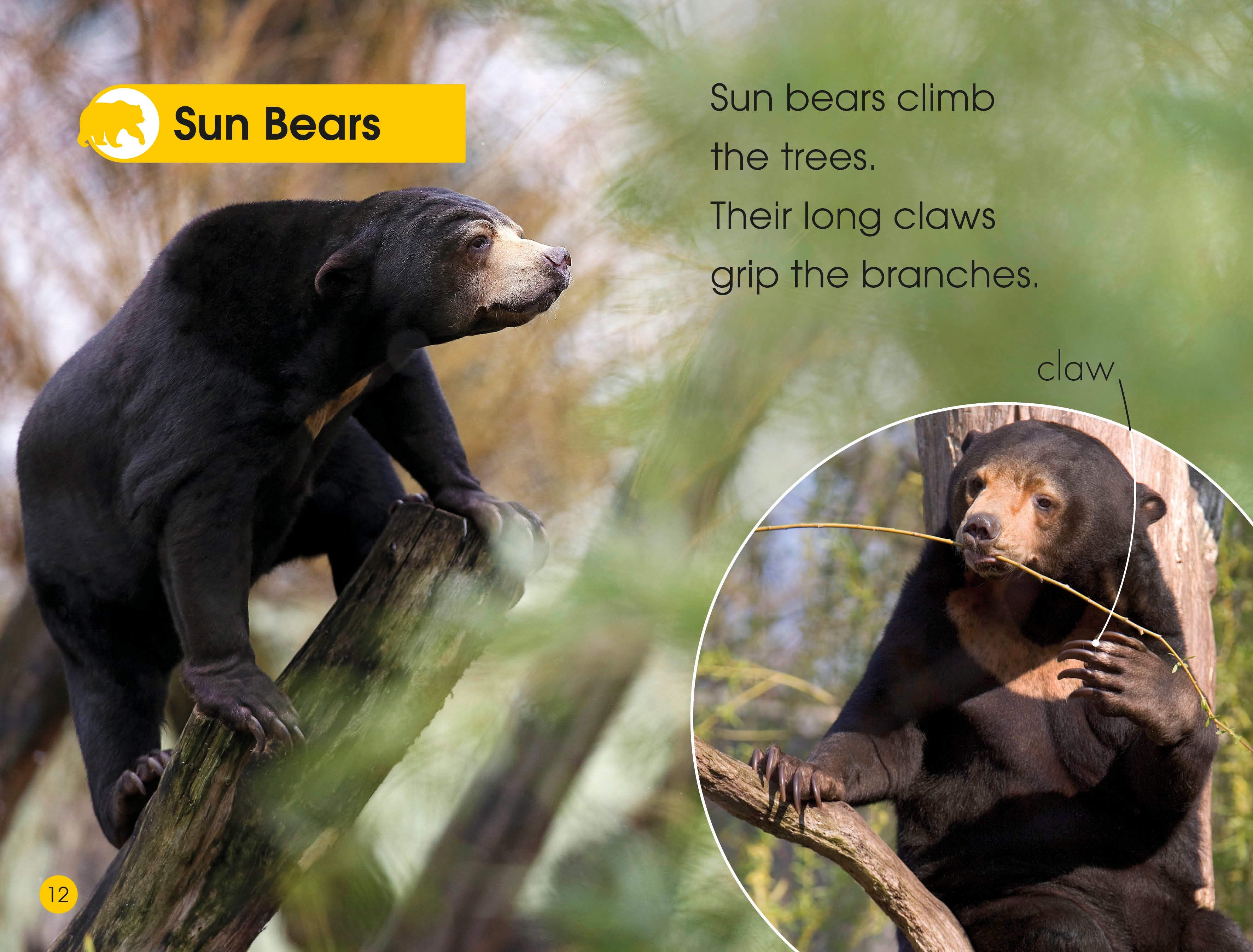 DK Readers L1: Jungle Animals