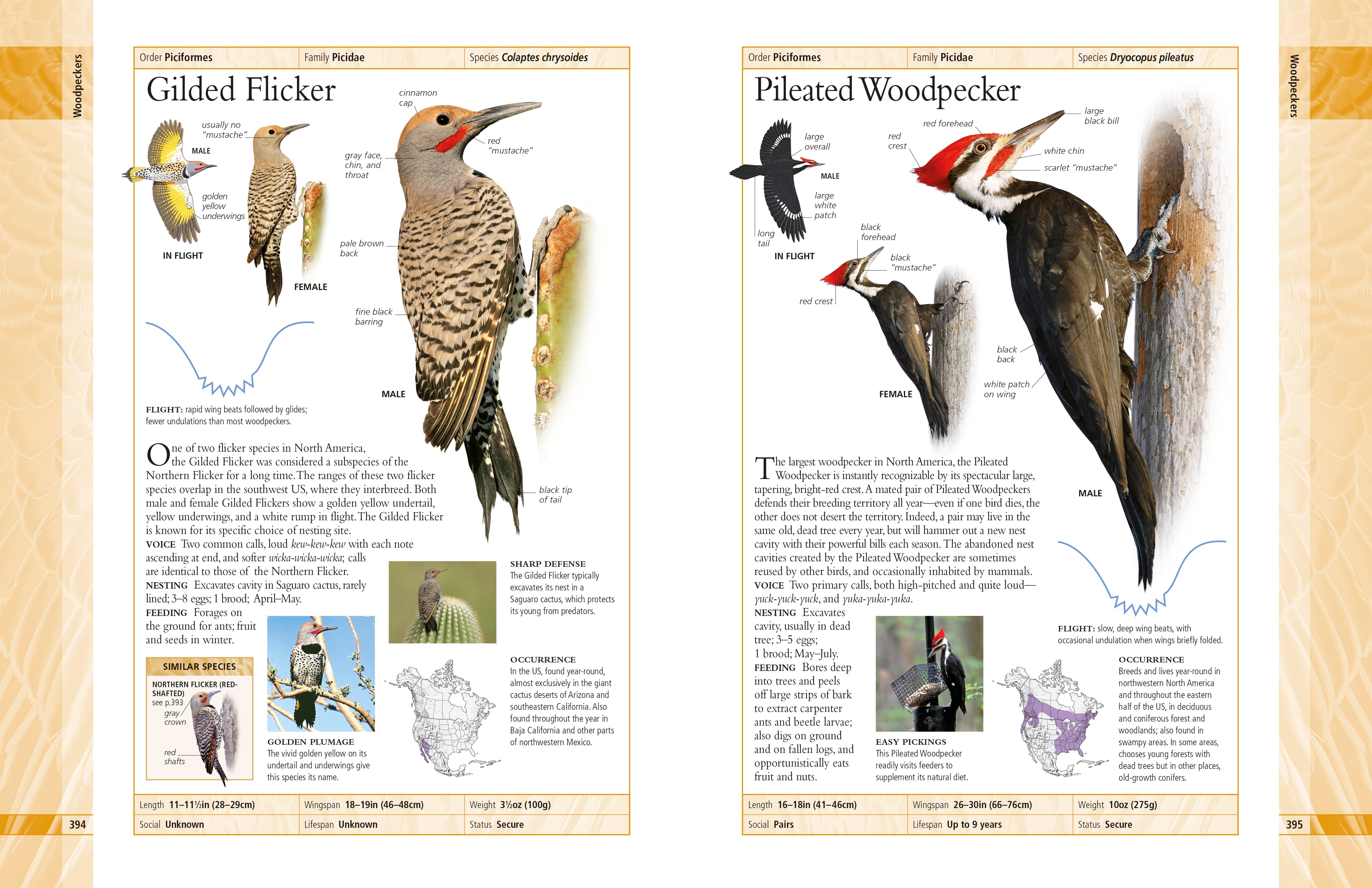 American Museum of Natural History Birds of North America – DK