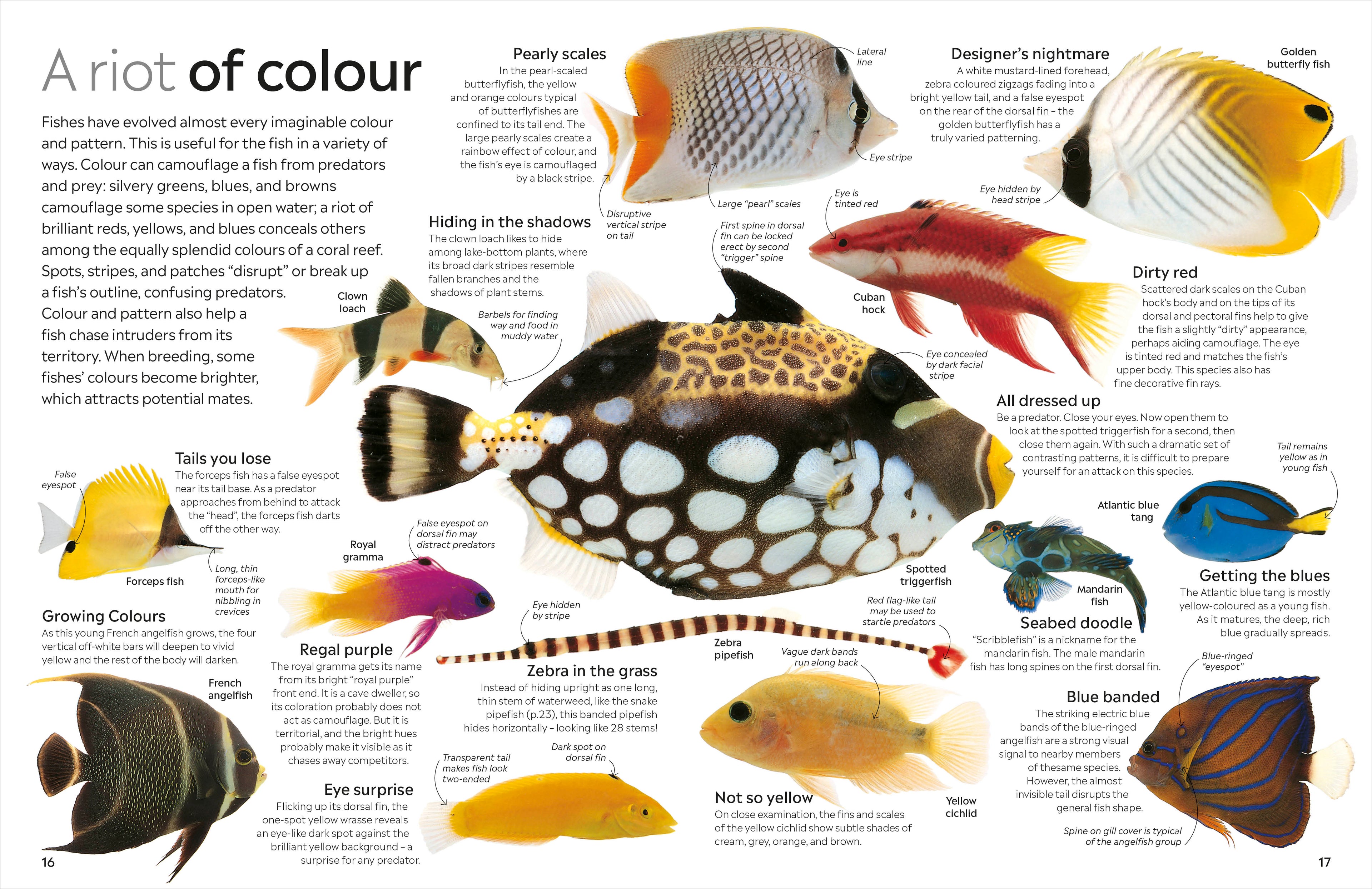 Fish-Spread, Image, (PRHC, Design, Do, Not, Use)-1