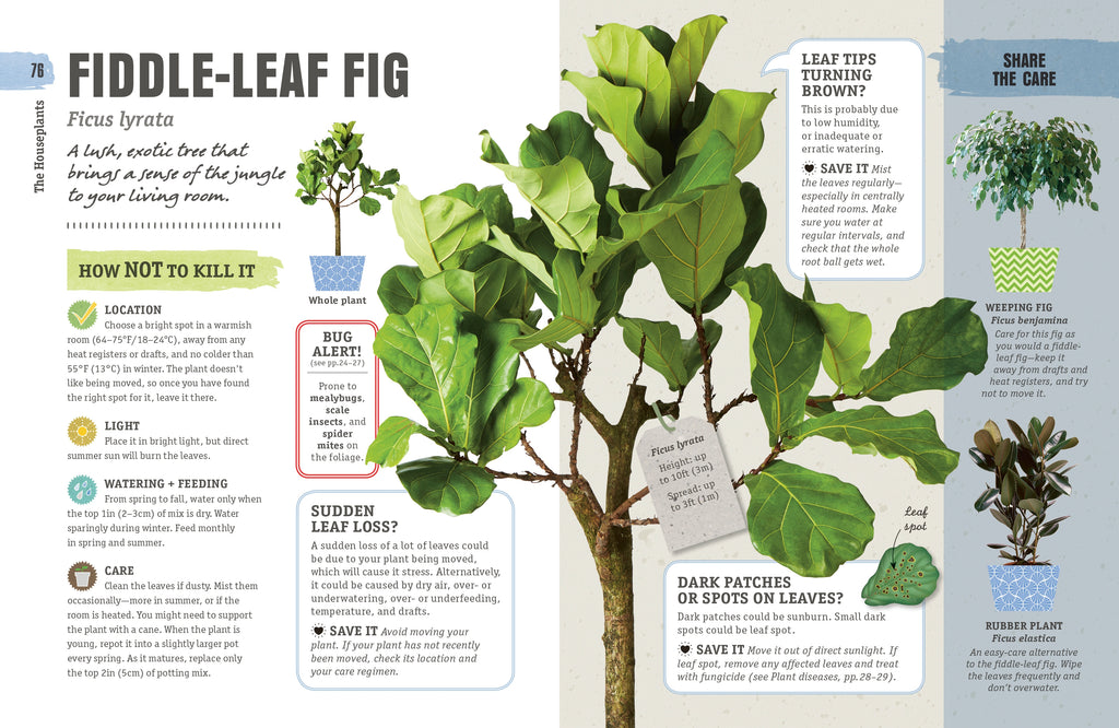 How Not to Kill Your Houseplant