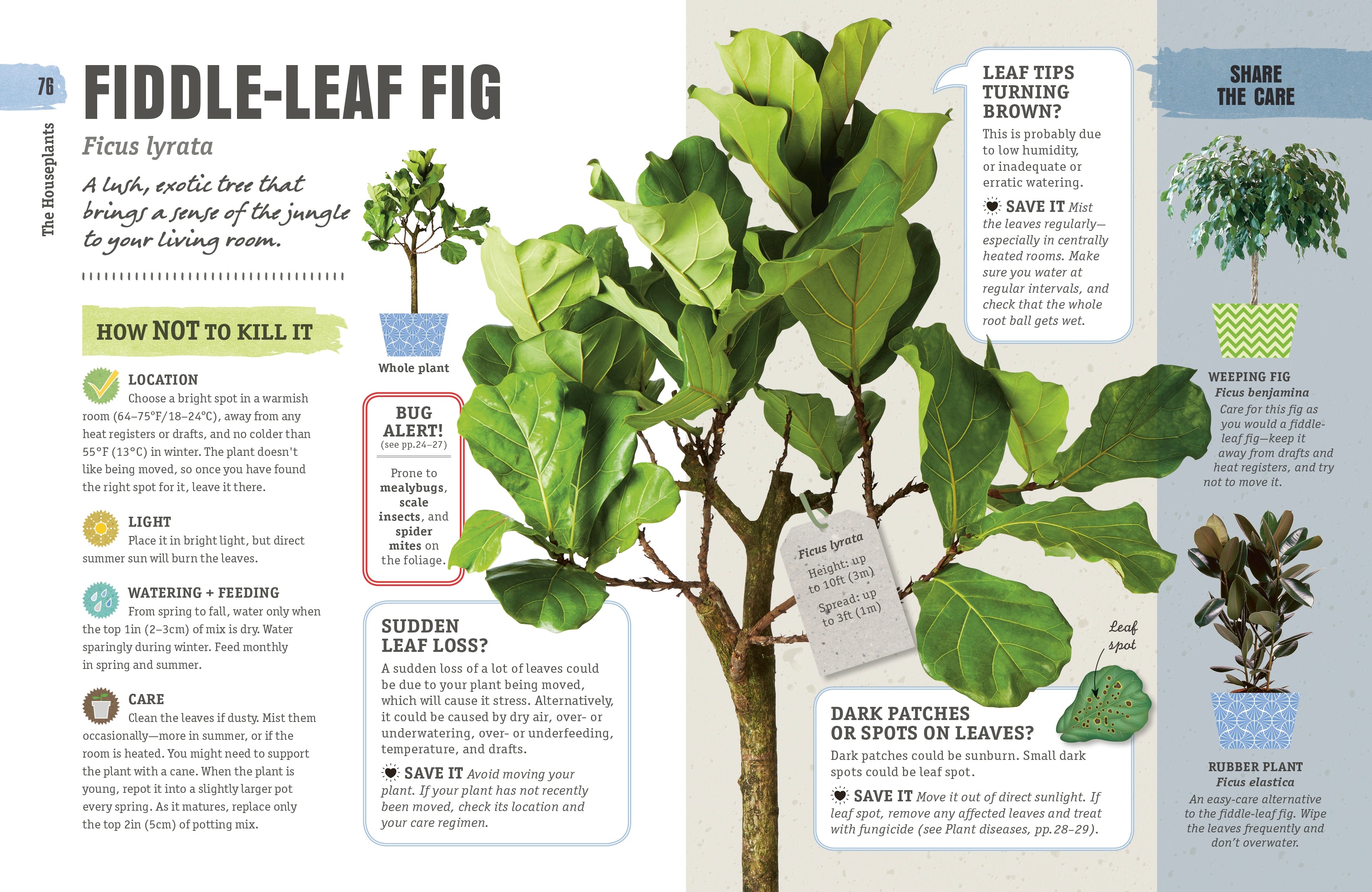 How Not to Kill Your Houseplant