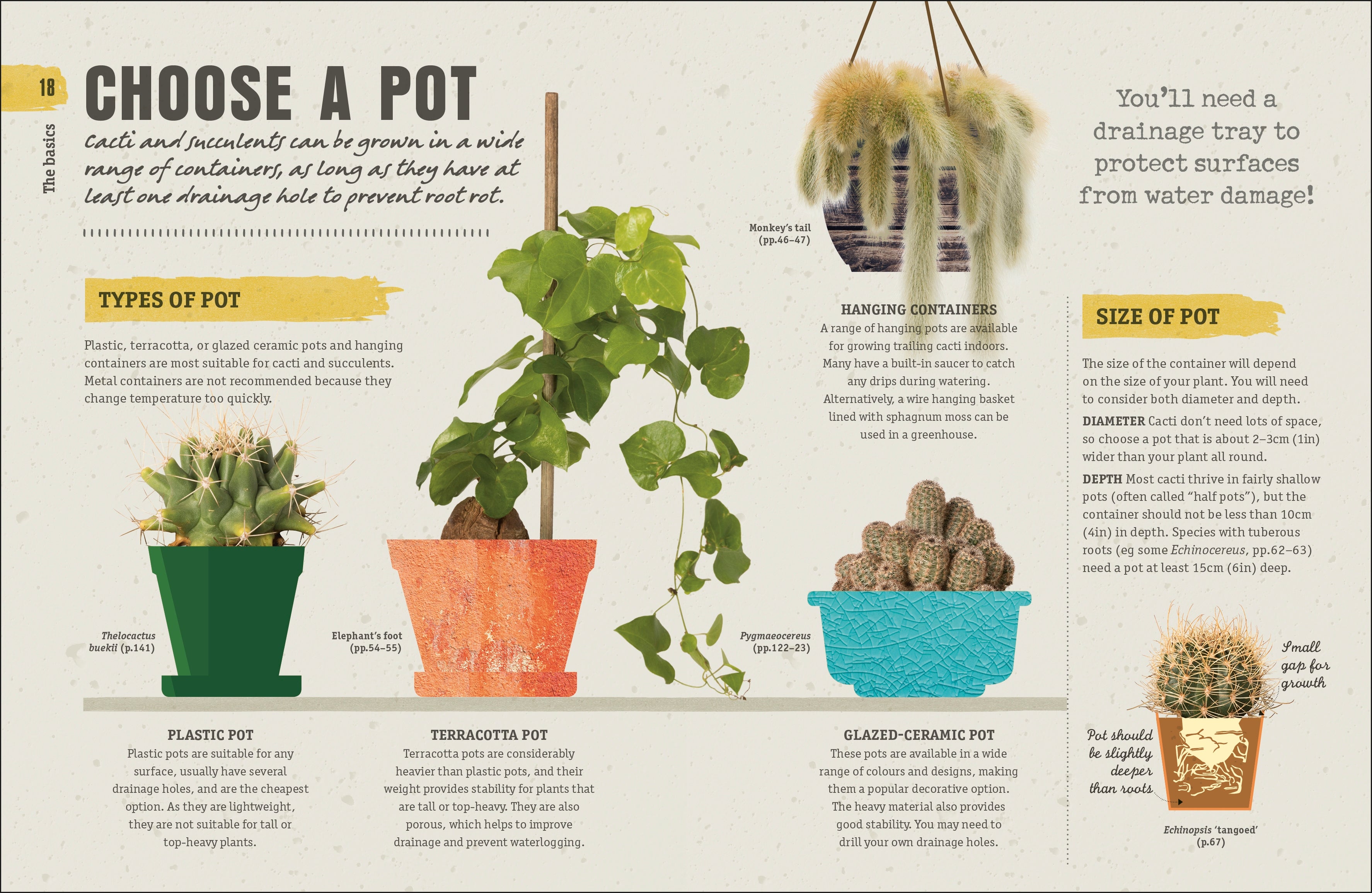 happy cactus cacti succulents and more Happy Cactus – DK