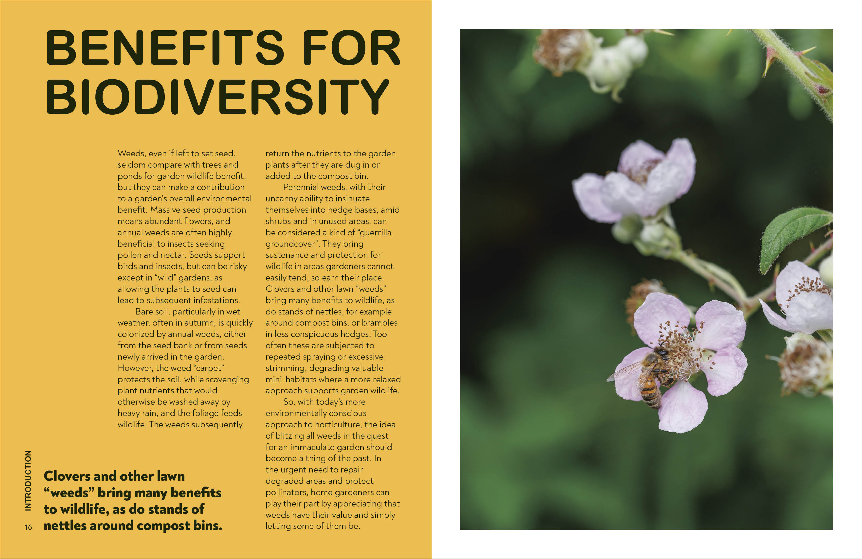 RHS What's That Weed?