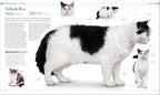 The Cat Encyclopedia-Spread, Image, (PRHC, Design, Do, Not, Use)-6