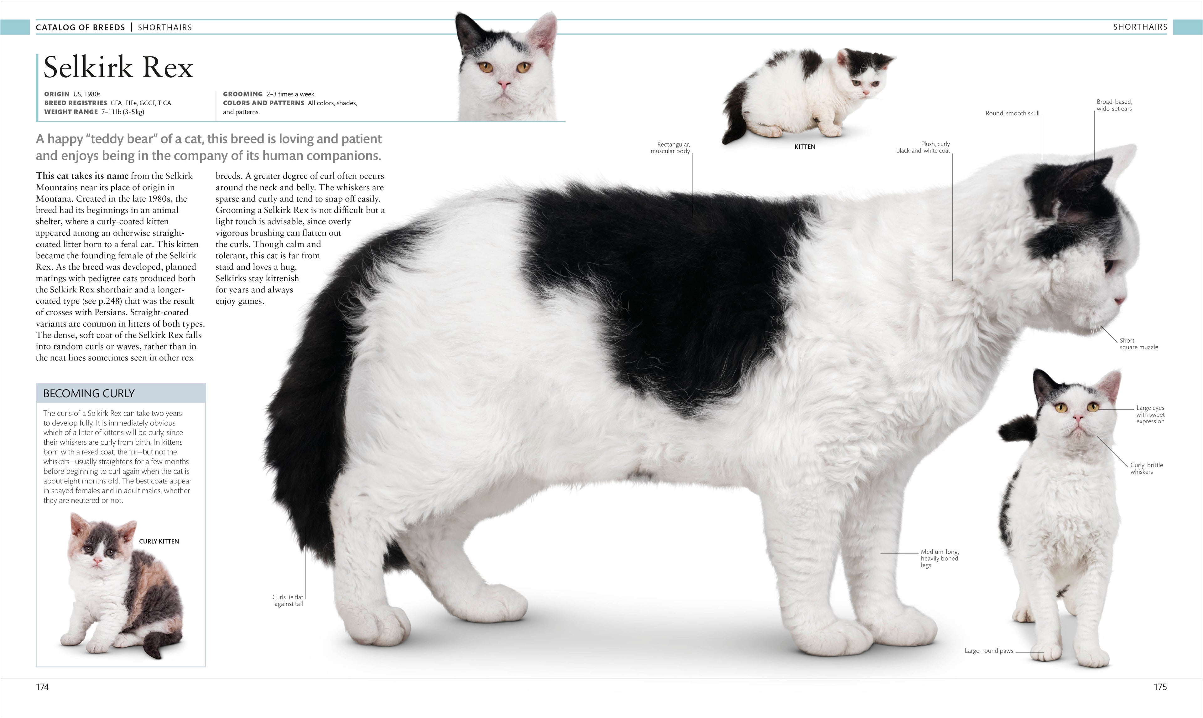 The Cat Encyclopedia-Spread, Image, (PRHC, Design, Do, Not, Use)-6