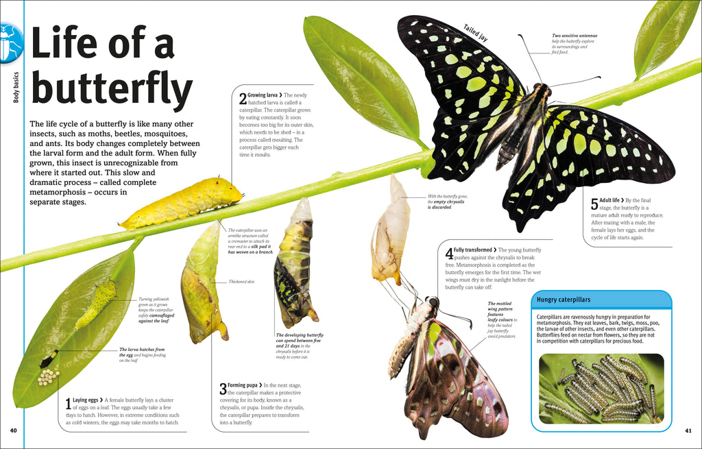 Our World in Pictures Bugs, Butterflies, Beetles and Bees
