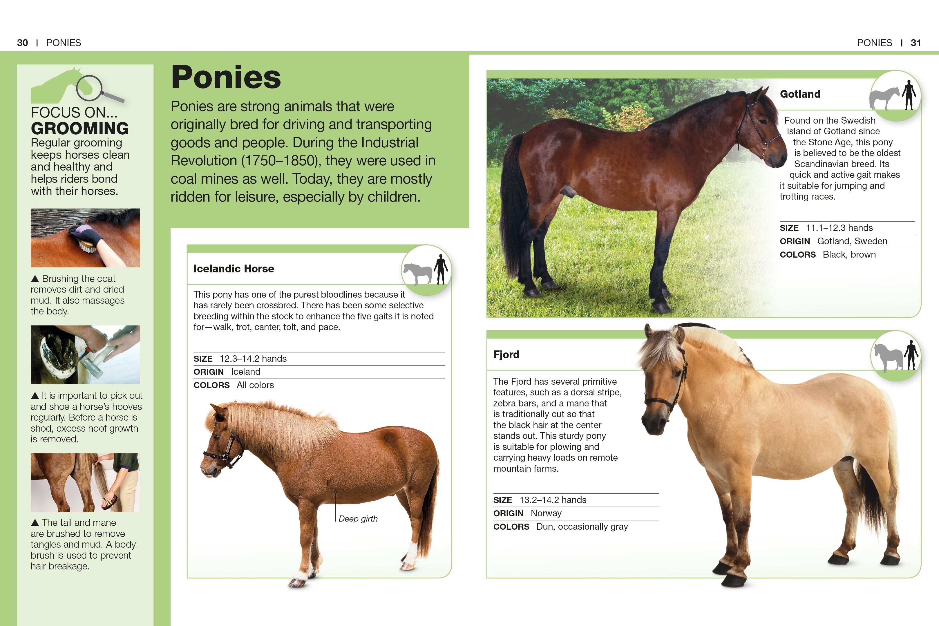 Pocket Genius Horses – DK