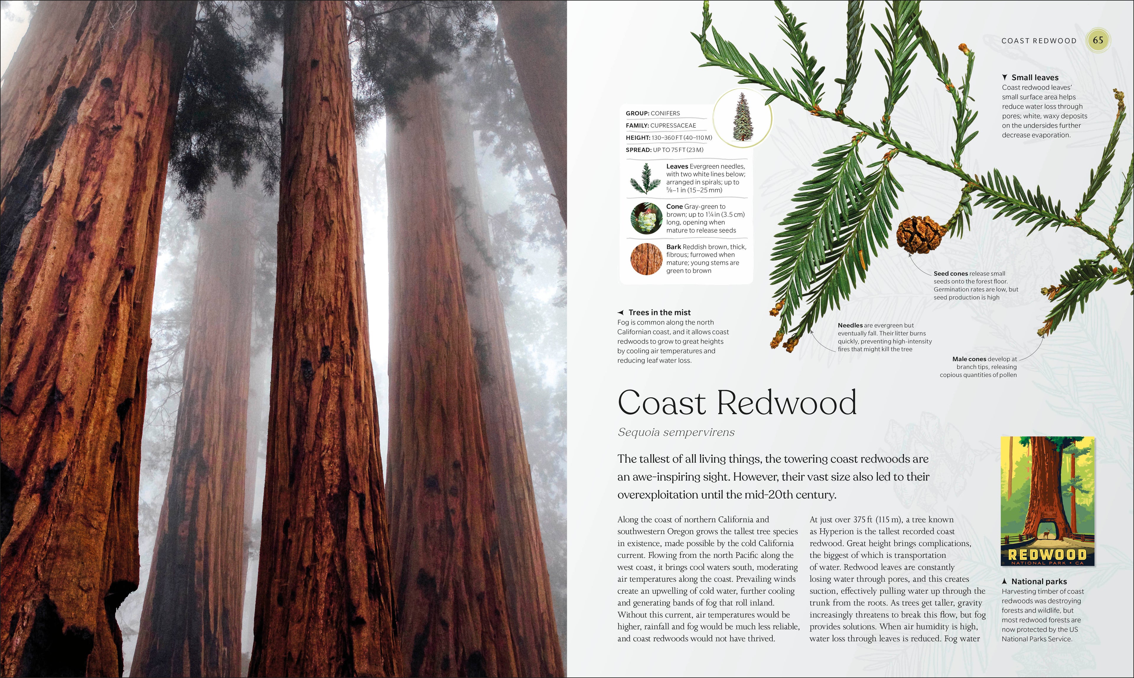 The Tree Book-Spread, Image, (PRHC, Design, Do, Not, Use)-2