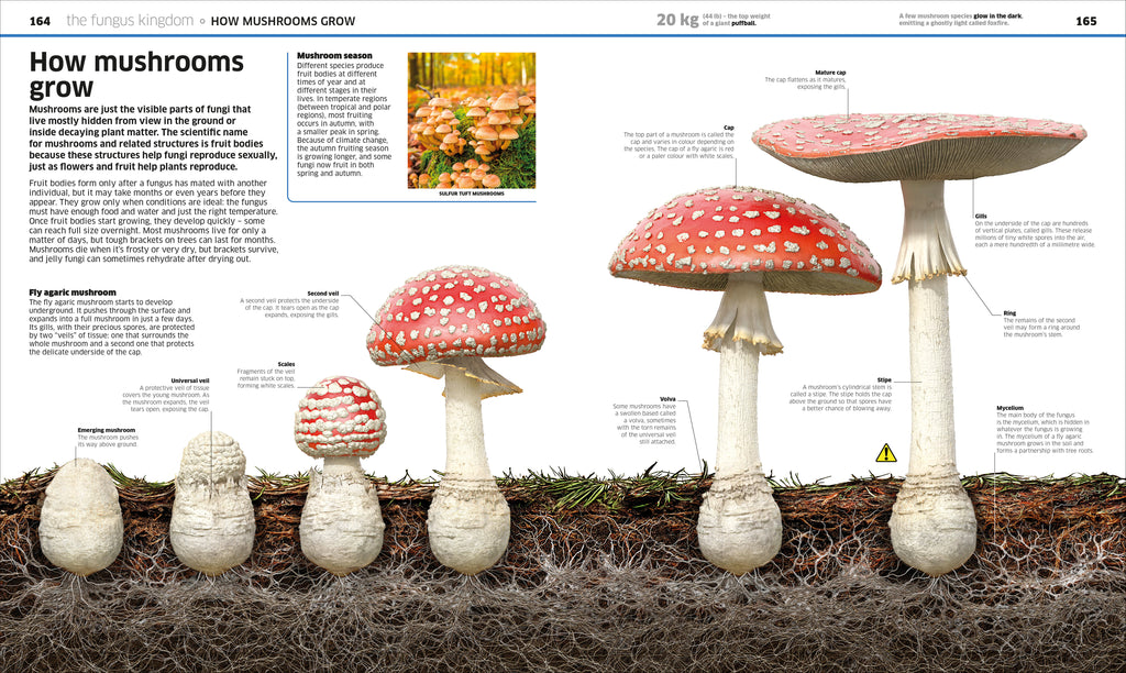 Knowledge Encyclopedia Plants and Fungi!