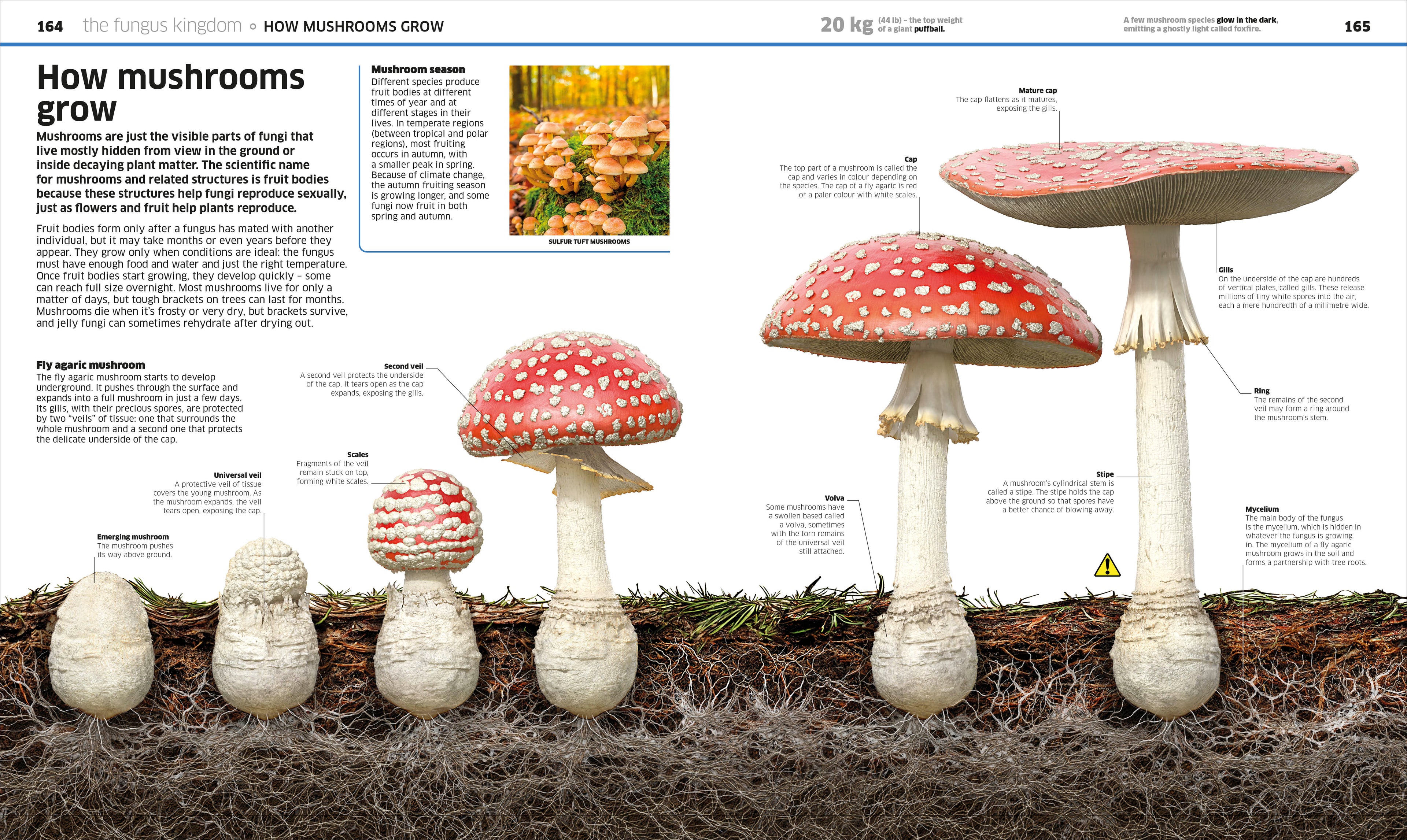 Knowledge Encyclopedia Plants and Fungi!