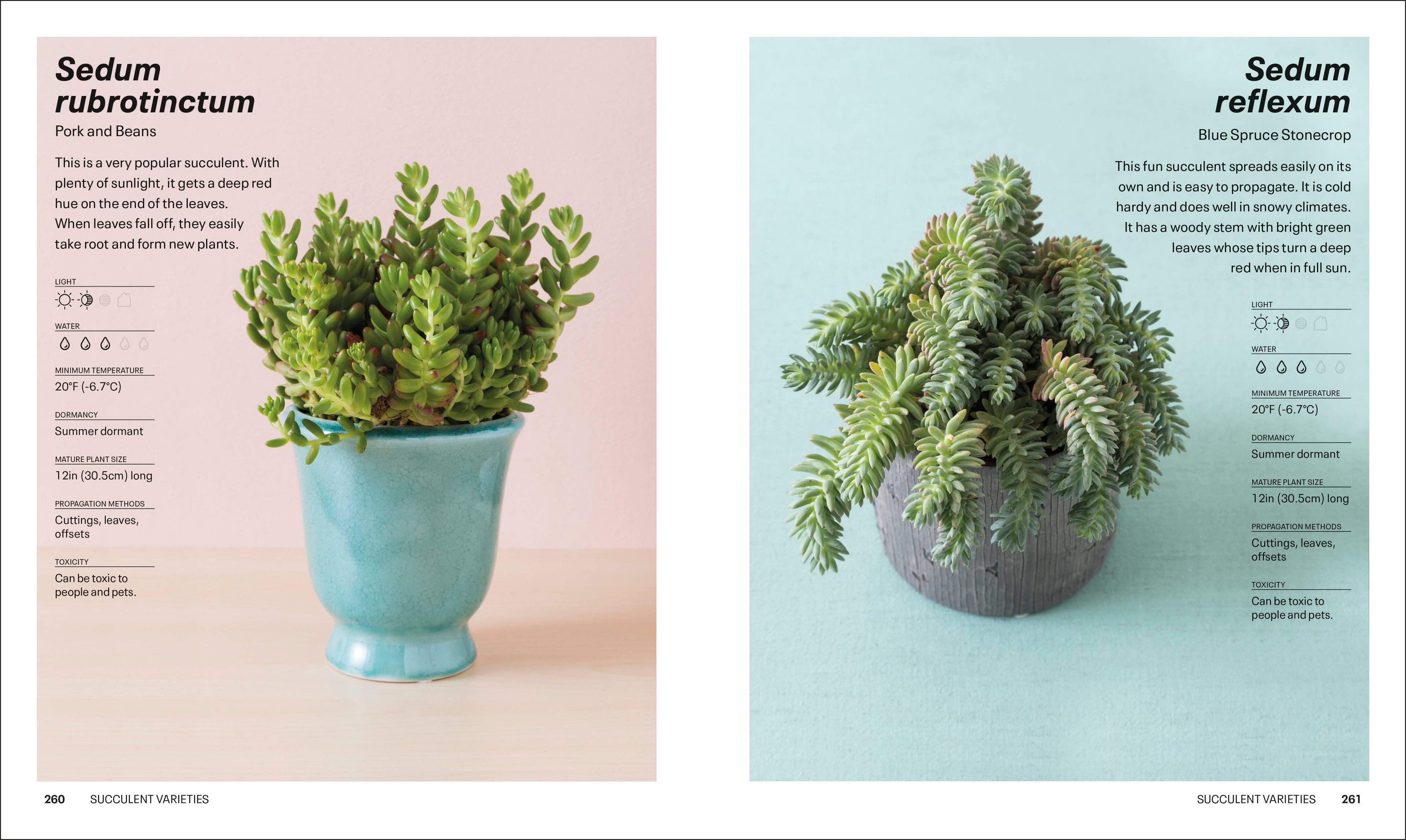 cassidy tuttle succulents Succulents – DK