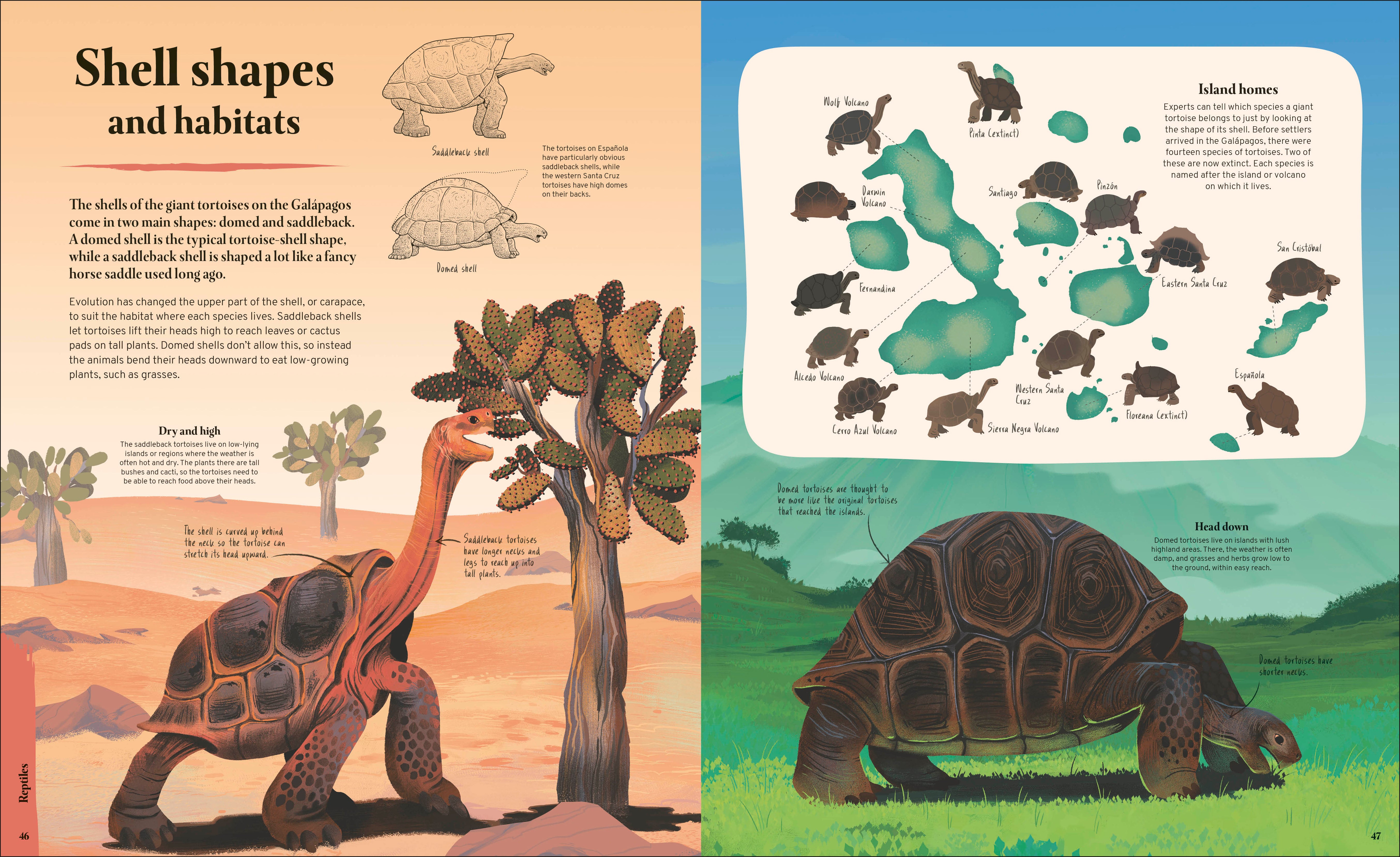 Galapagos – DK