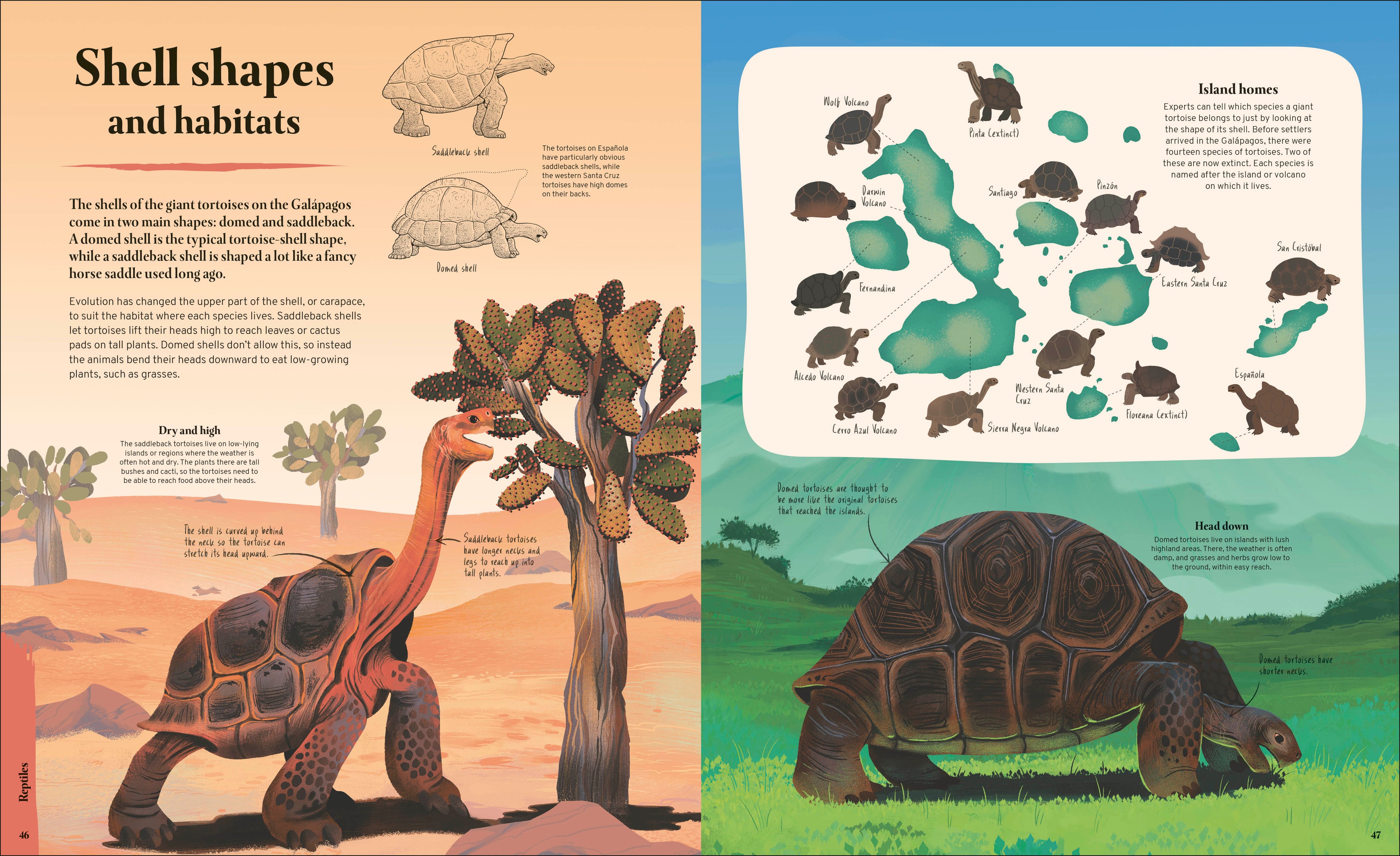 Galapagos-Spread, Image, (PRHC, Design, Do, Not, Use)-4