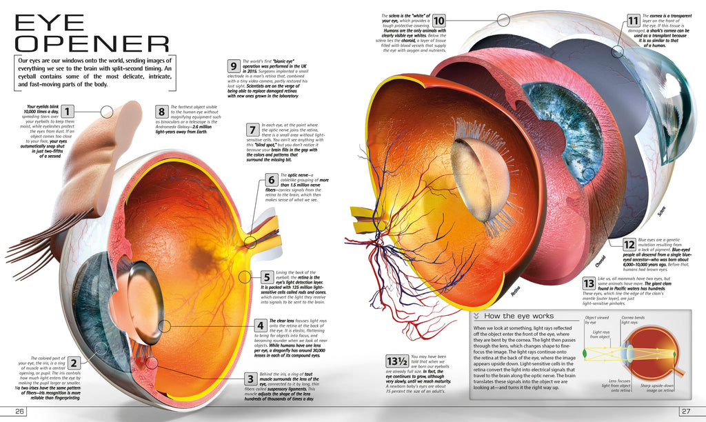 13½ Incredible Things You Need to Know About Everything