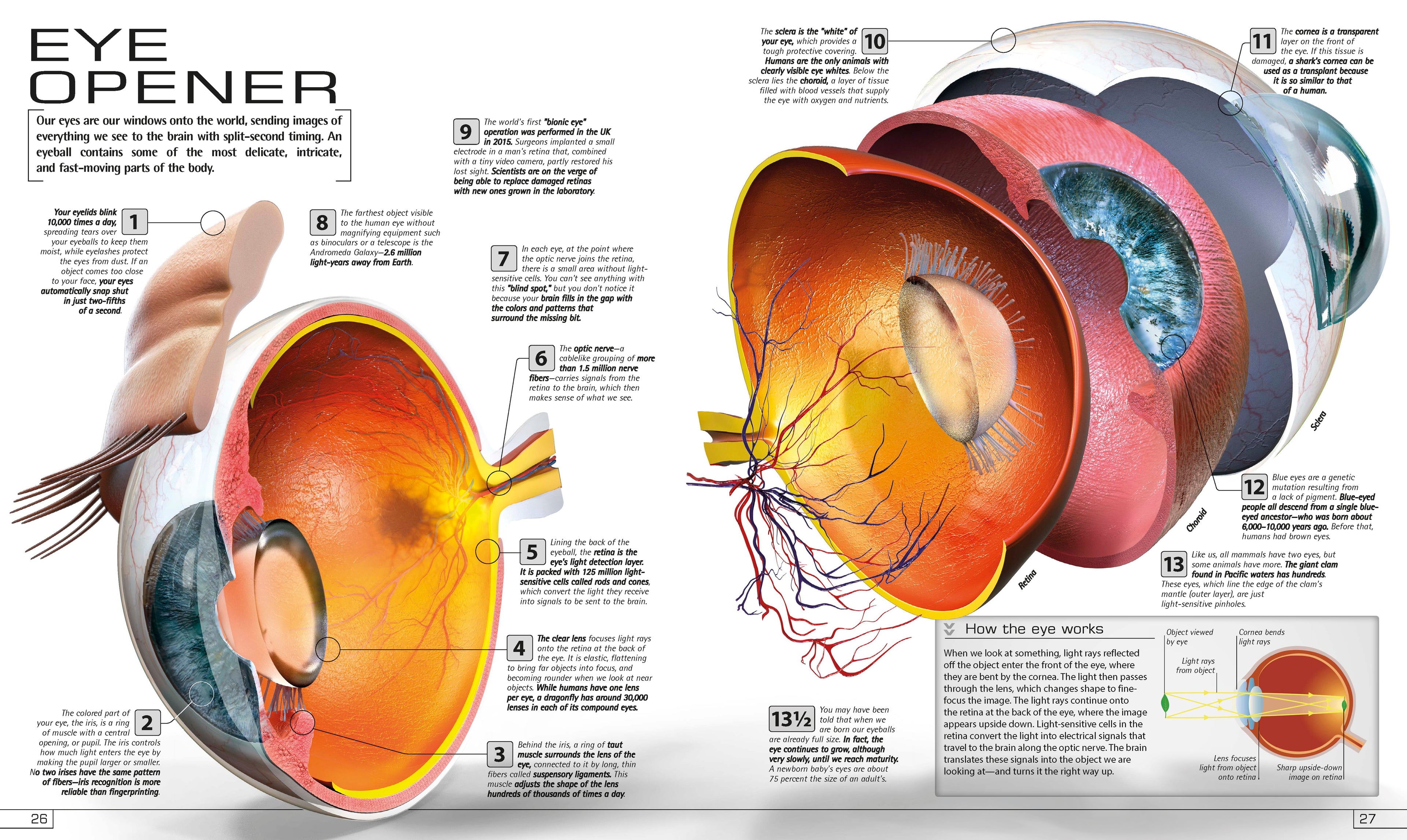 13½ Incredible Things You Need to Know About Everything