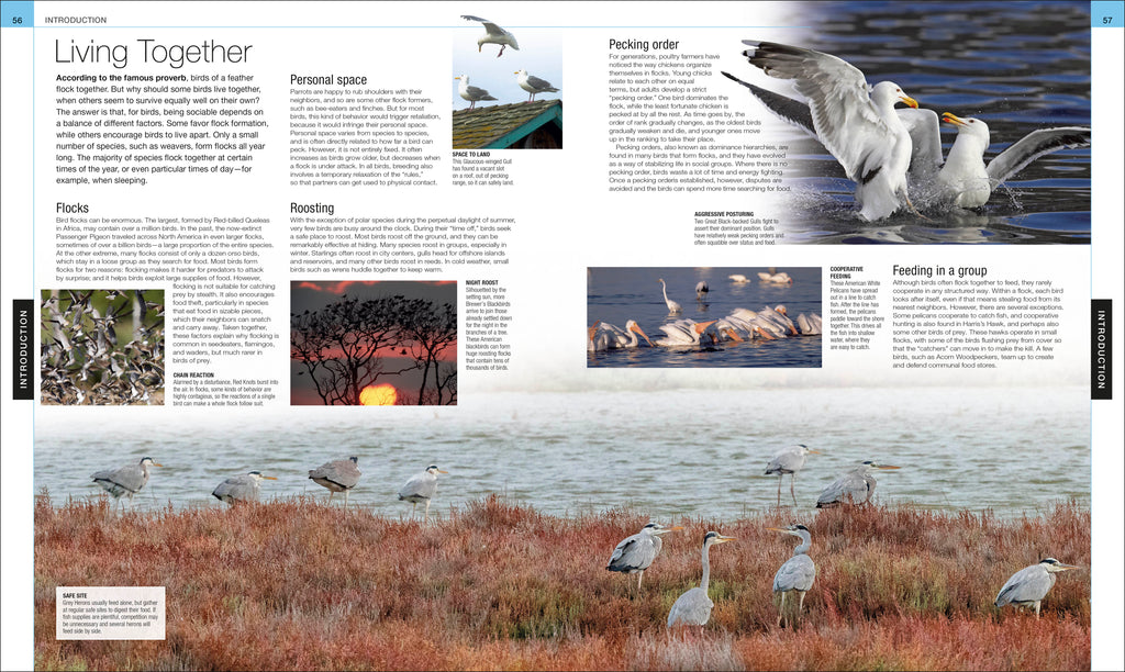 Bird-Spread, Image, (PRHC, Design, Do, Not, Use)-4